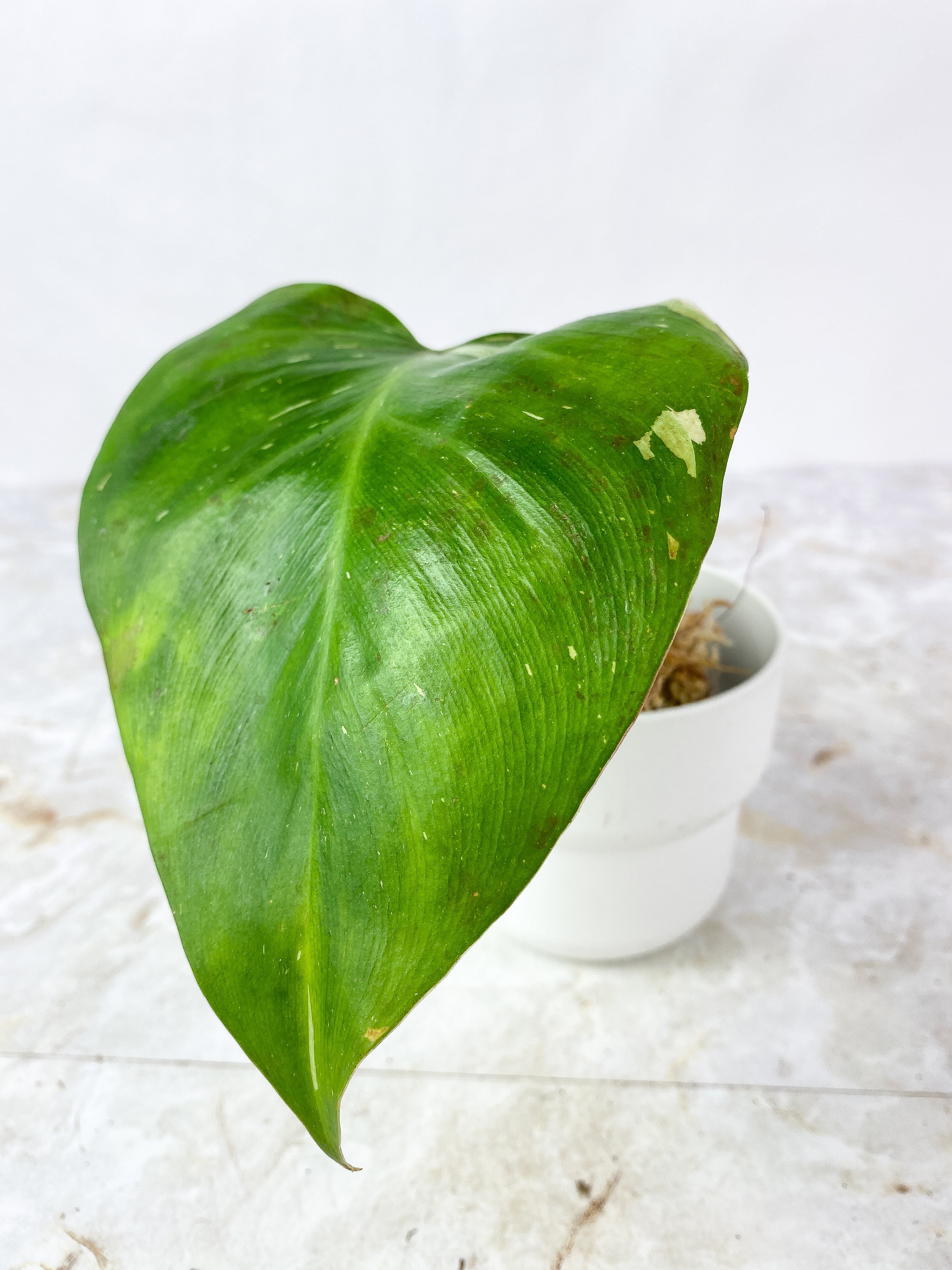 Philodendron White Princess Tricolor Slightly Rooted 1 leaf