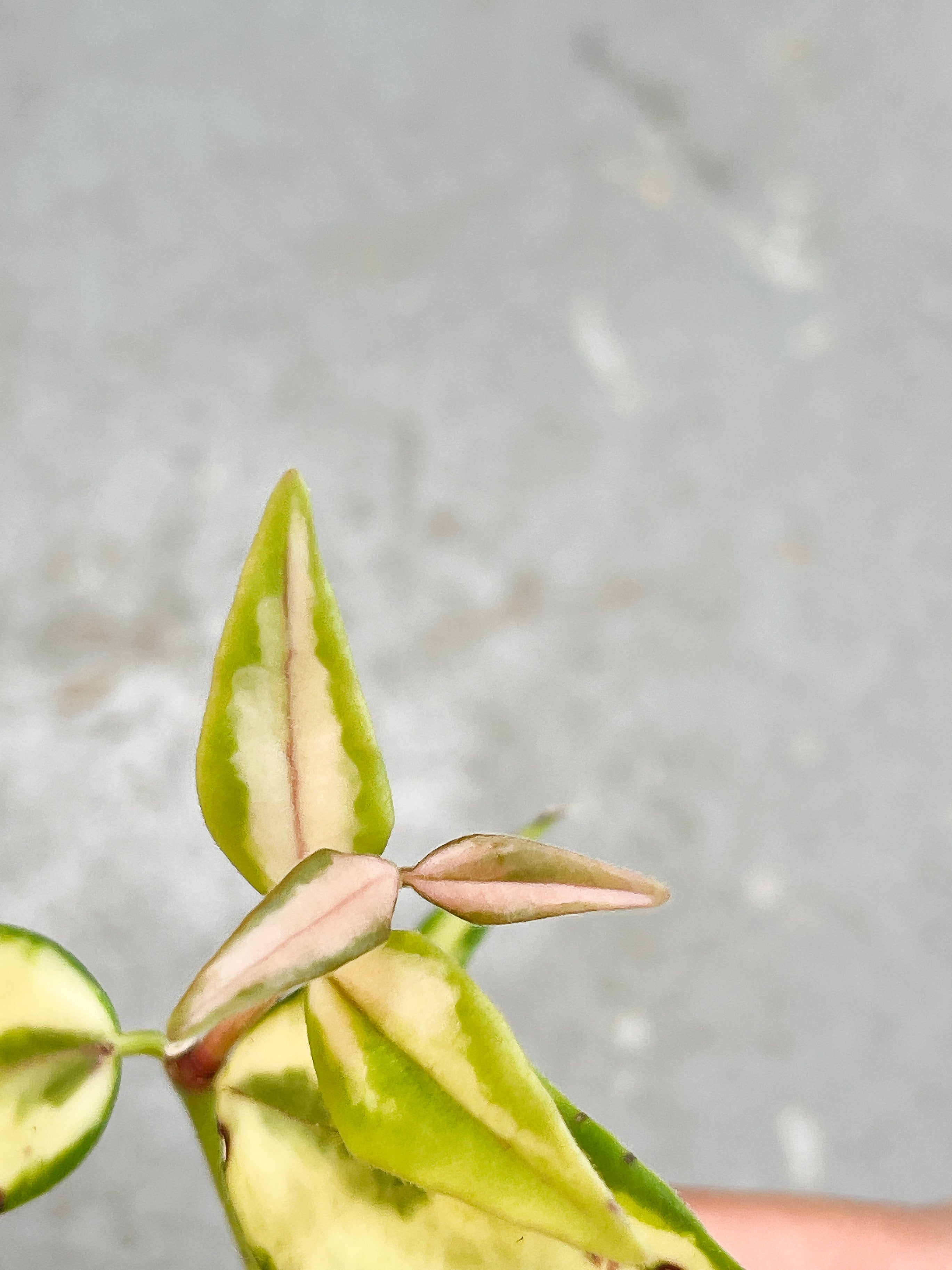 Hoya Bella Luis Bois Cutting