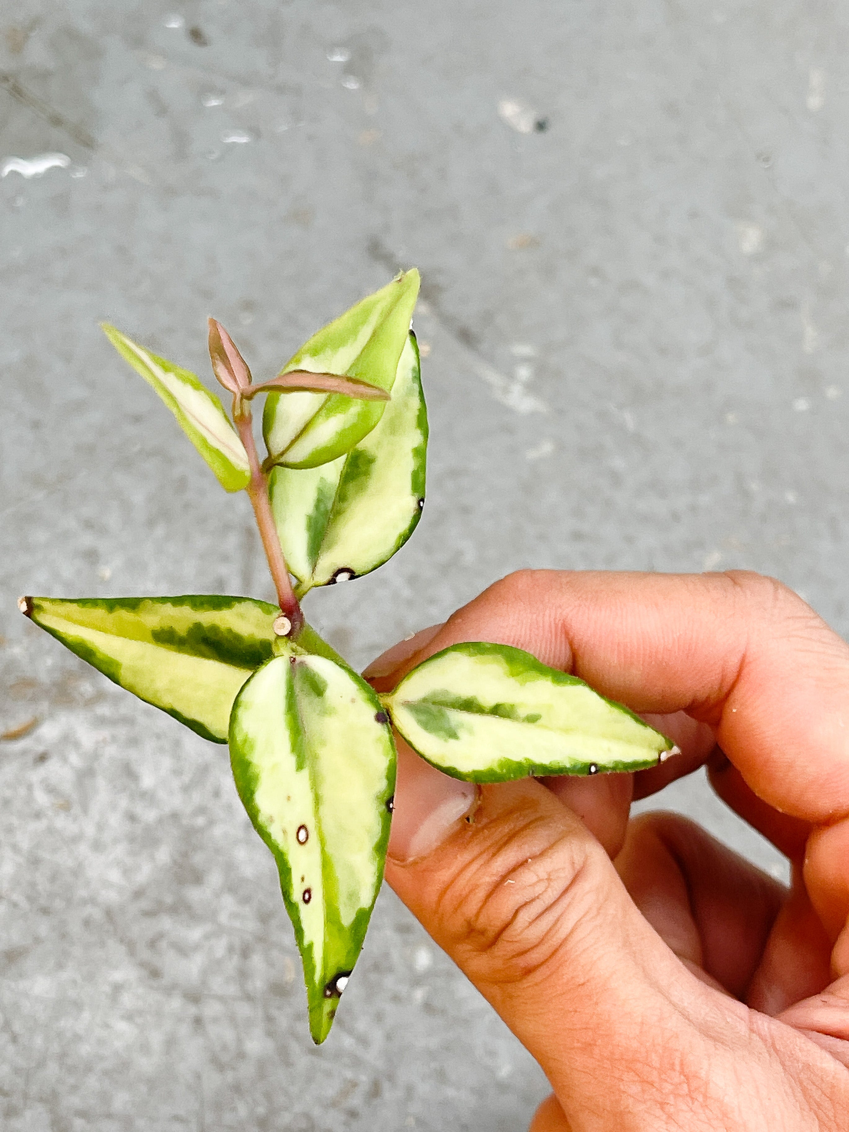 Hoya Bella Luis Bois Cutting
