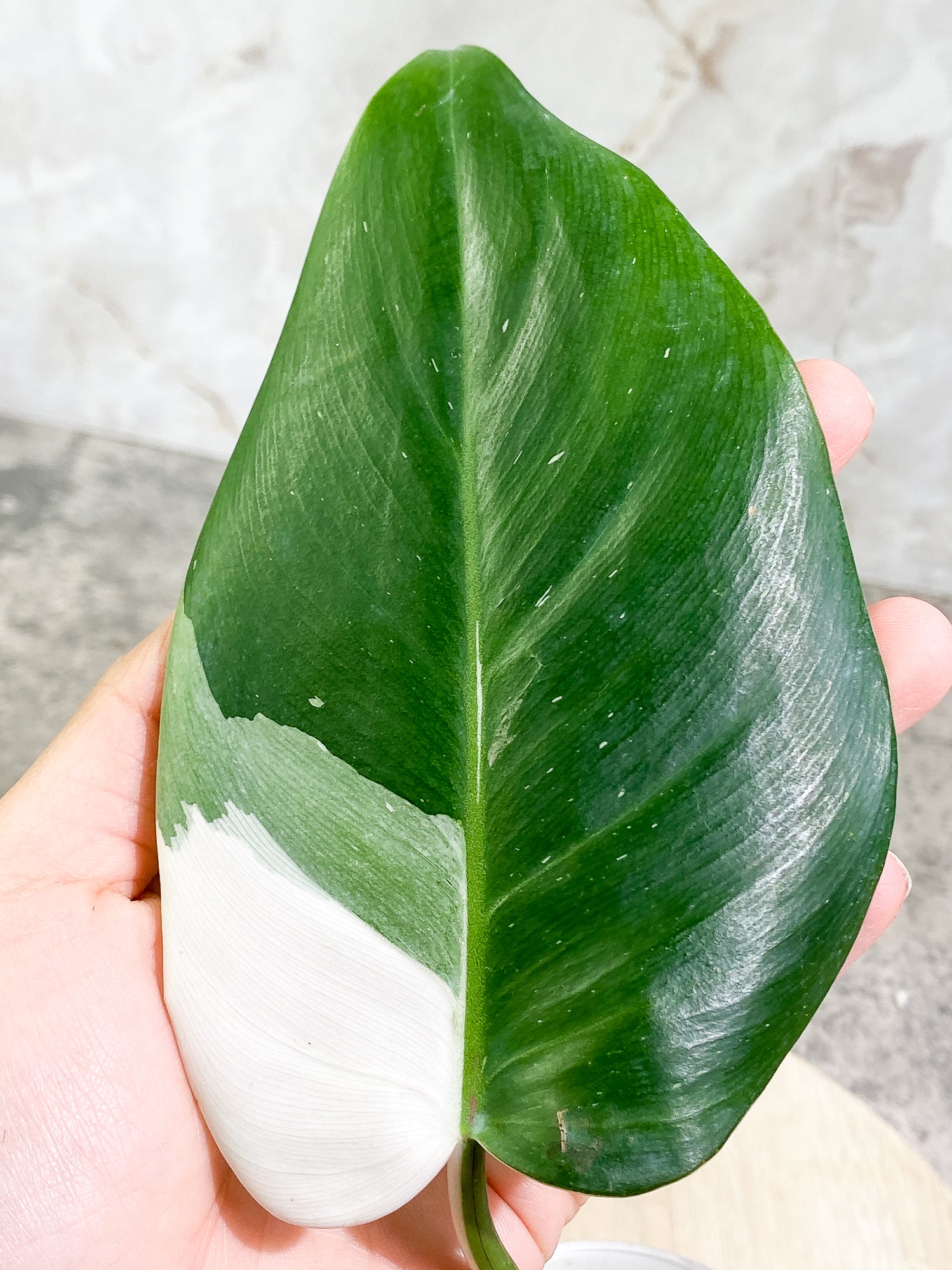 Philodendron White Princess 1 leaf 1 sprout Rooting