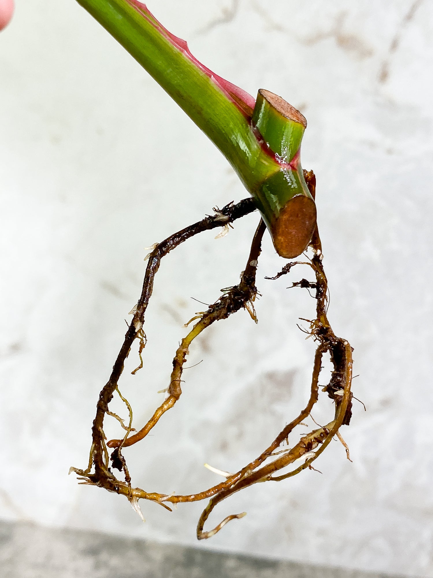 Philodendron White Princess 1 leaf 1 sprout Rooting