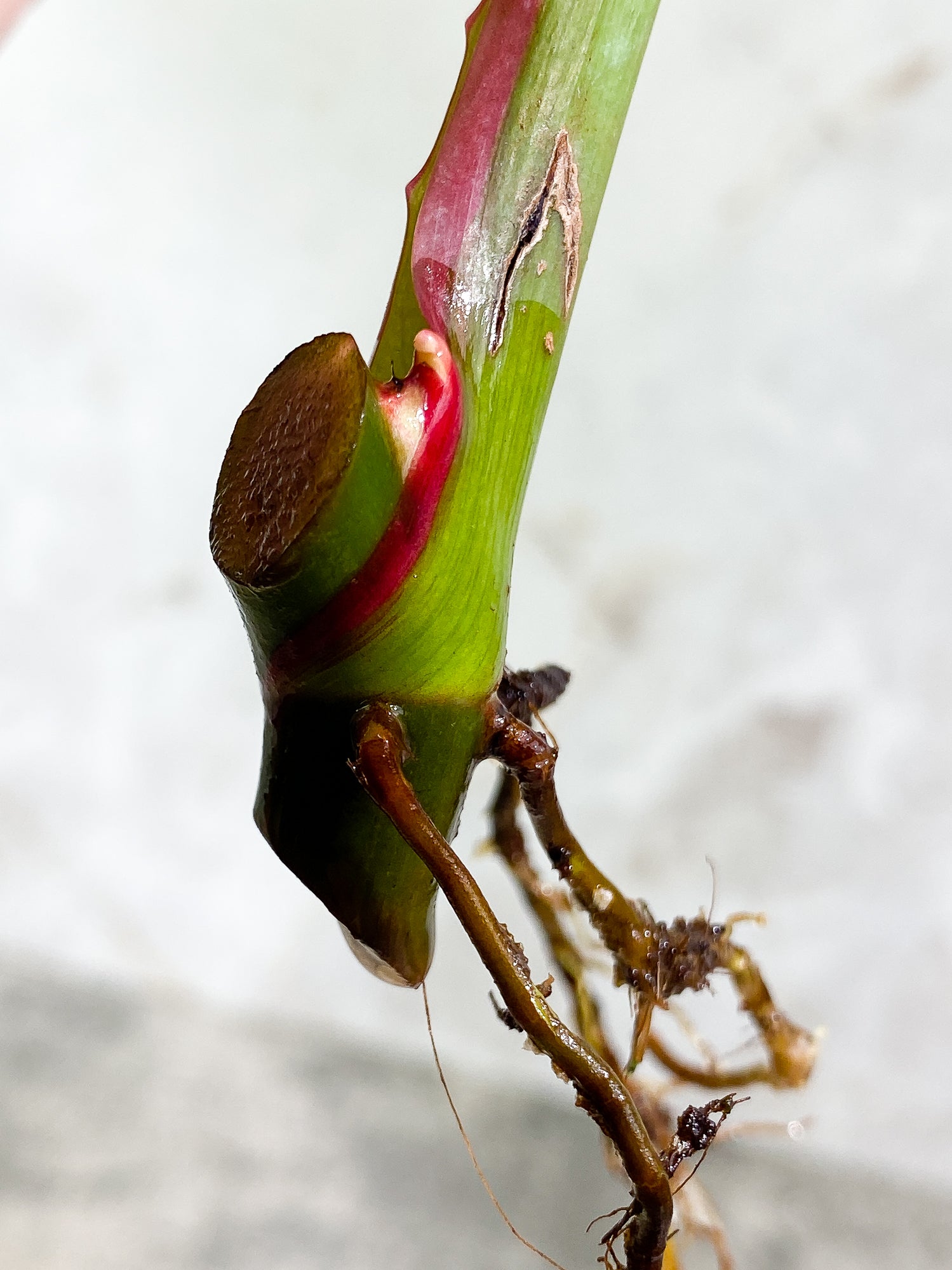 Philodendron White Princess 1 leaf 1 sprout Rooting