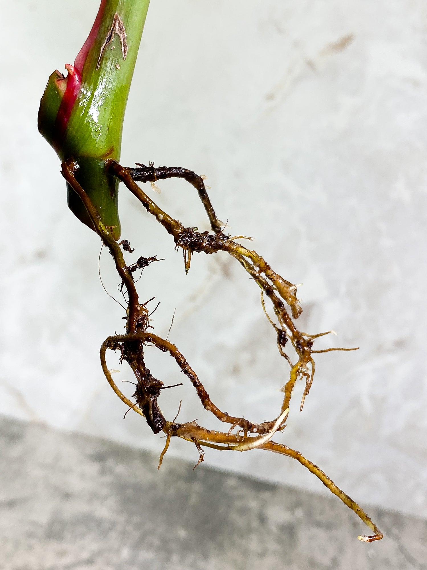Philodendron White Princess 1 leaf 1 sprout Rooting