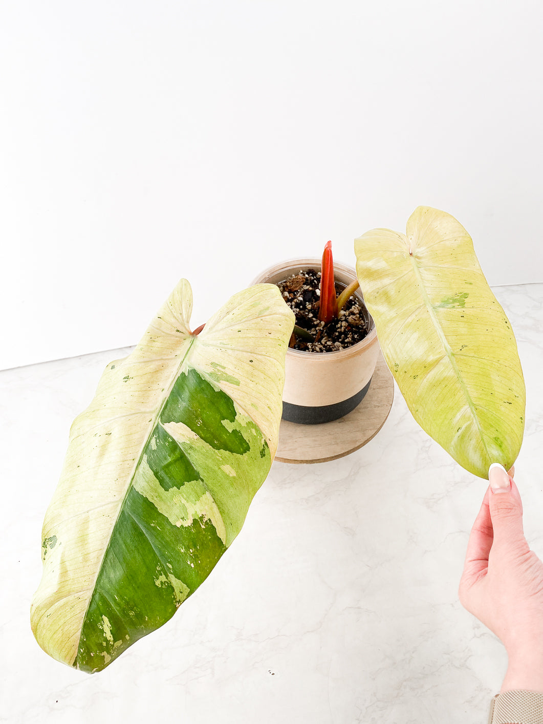 Philodendron Whipple Way 2 leaves 1 sprout top cutting slightly rooted