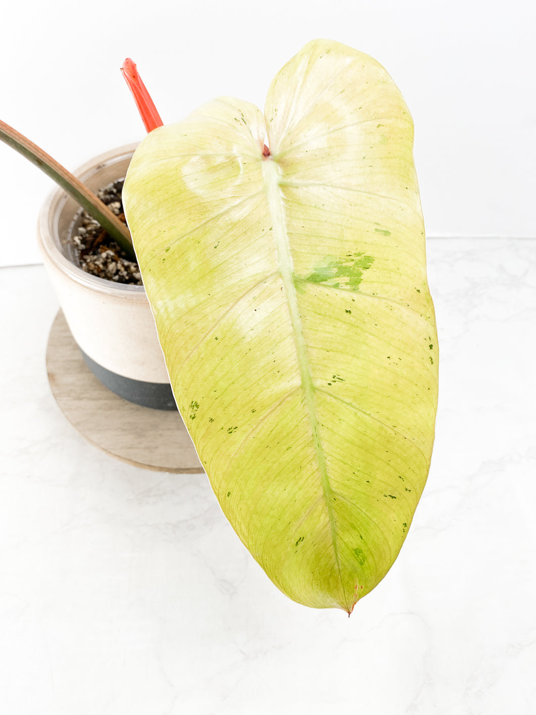 Philodendron Whipple Way 2 leaves 1 sprout top cutting slightly rooted