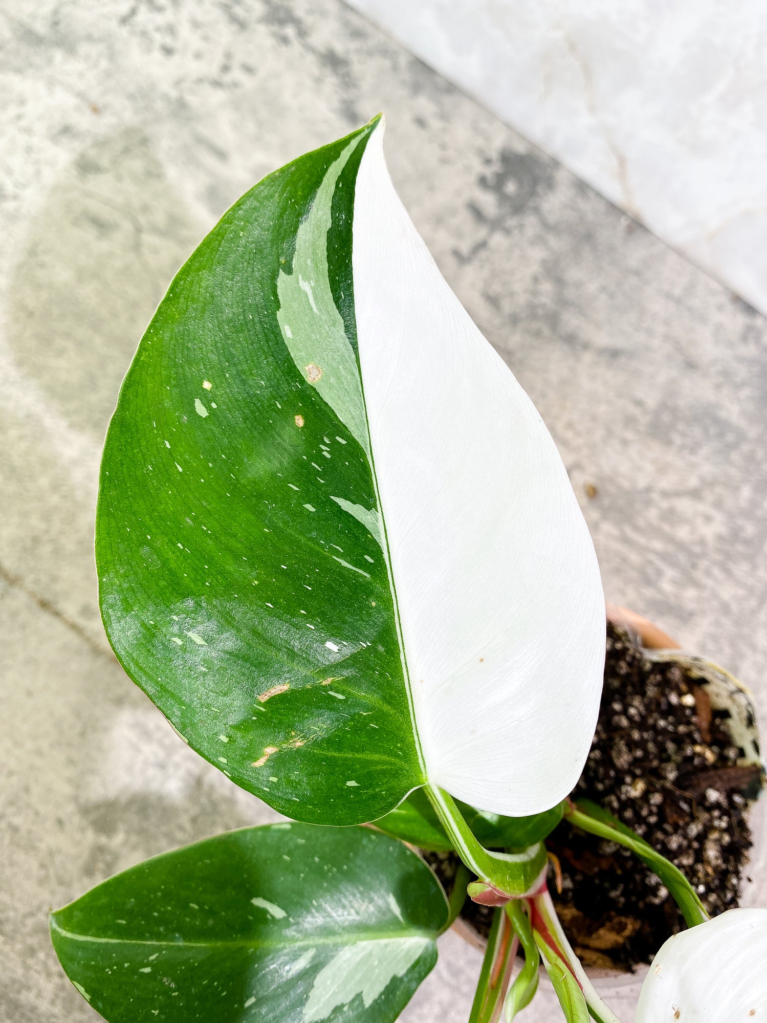 Philodendron white princess tricolor full plant Rooted