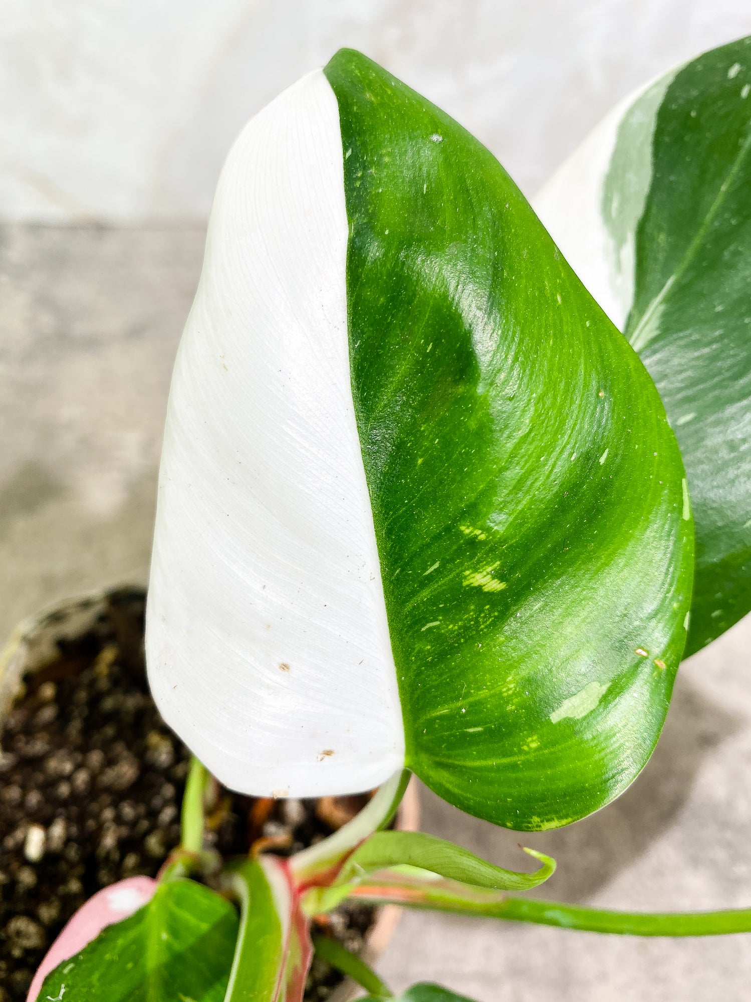 Philodendron white princess tricolor full plant Rooted