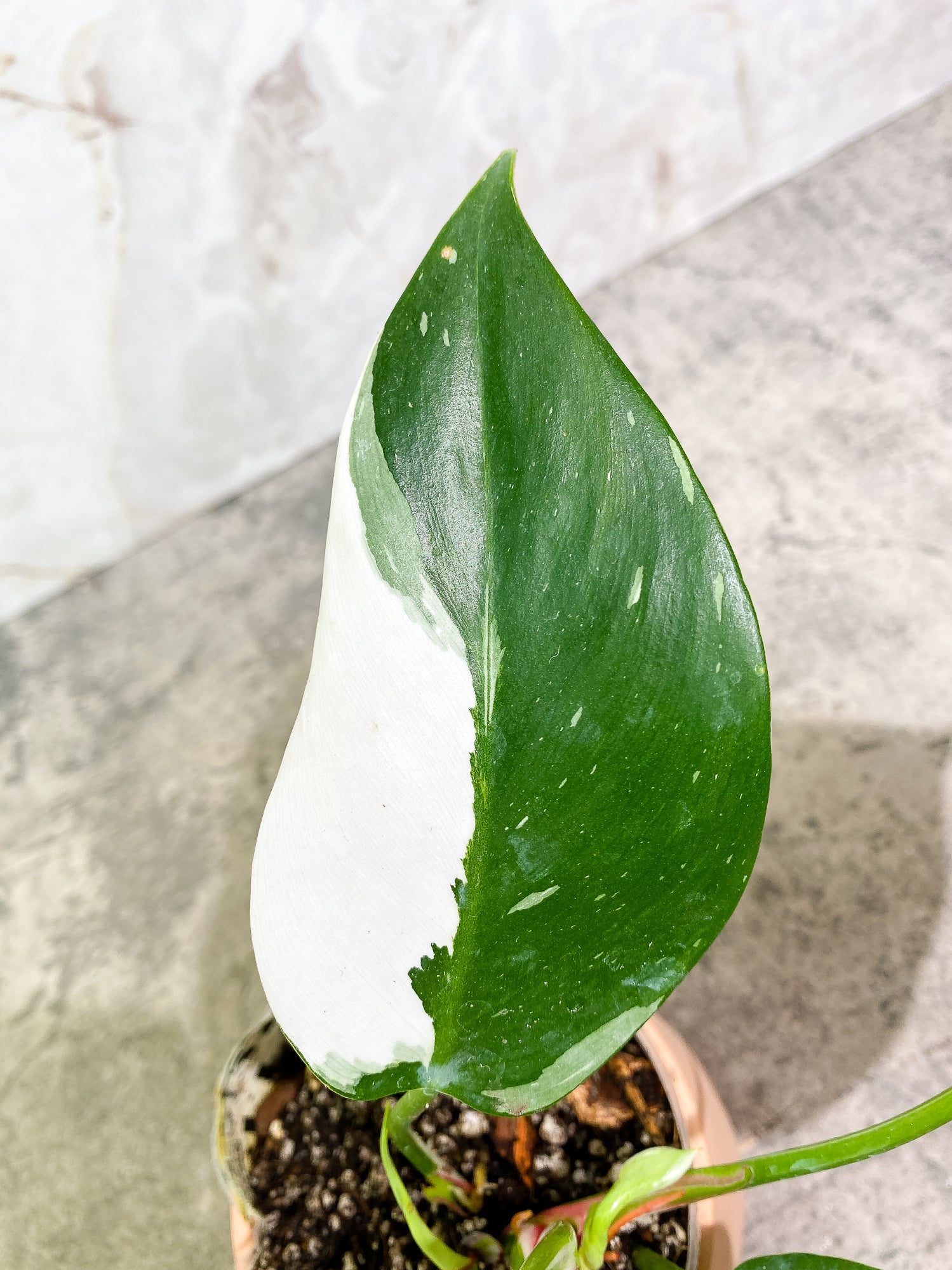 Philodendron white princess tricolor full plant Rooted