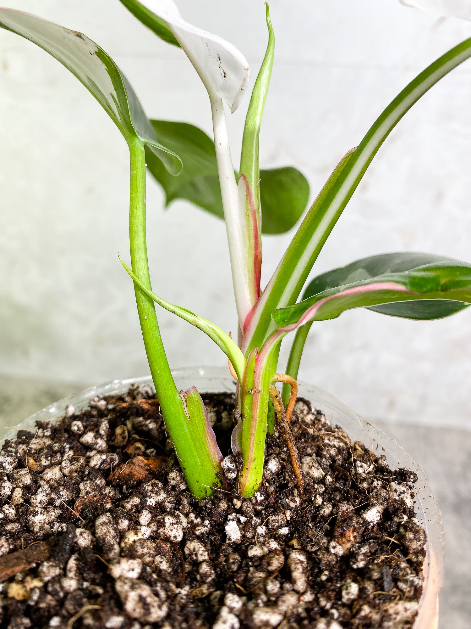 Philodendron white princess tricolor full plant Rooted