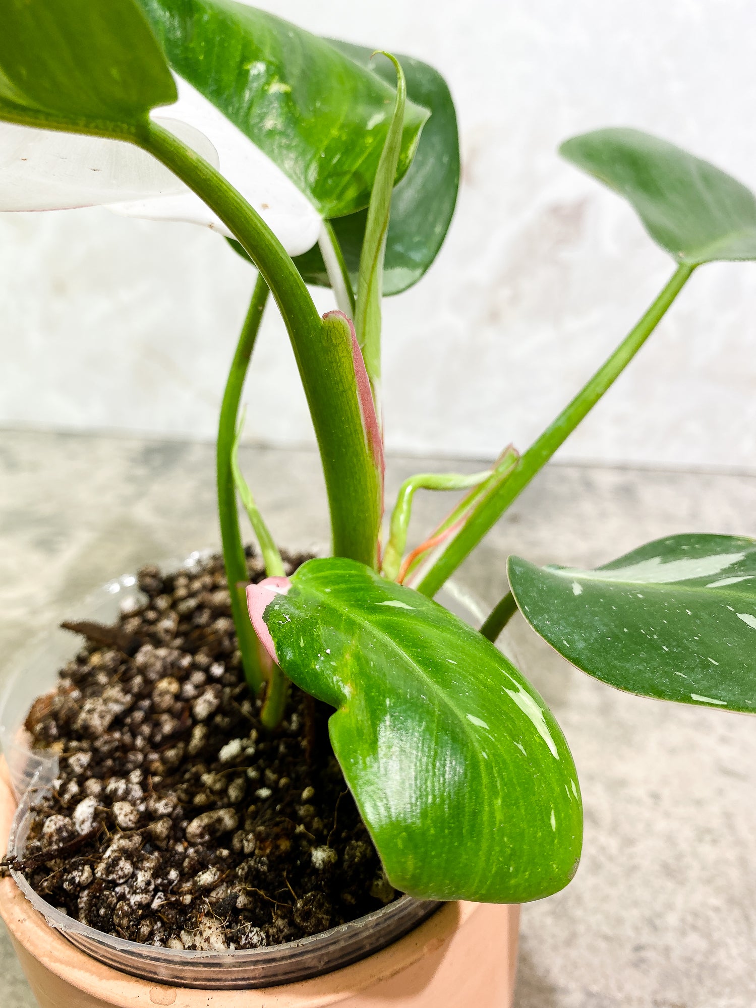 Philodendron white princess tricolor full plant Rooted