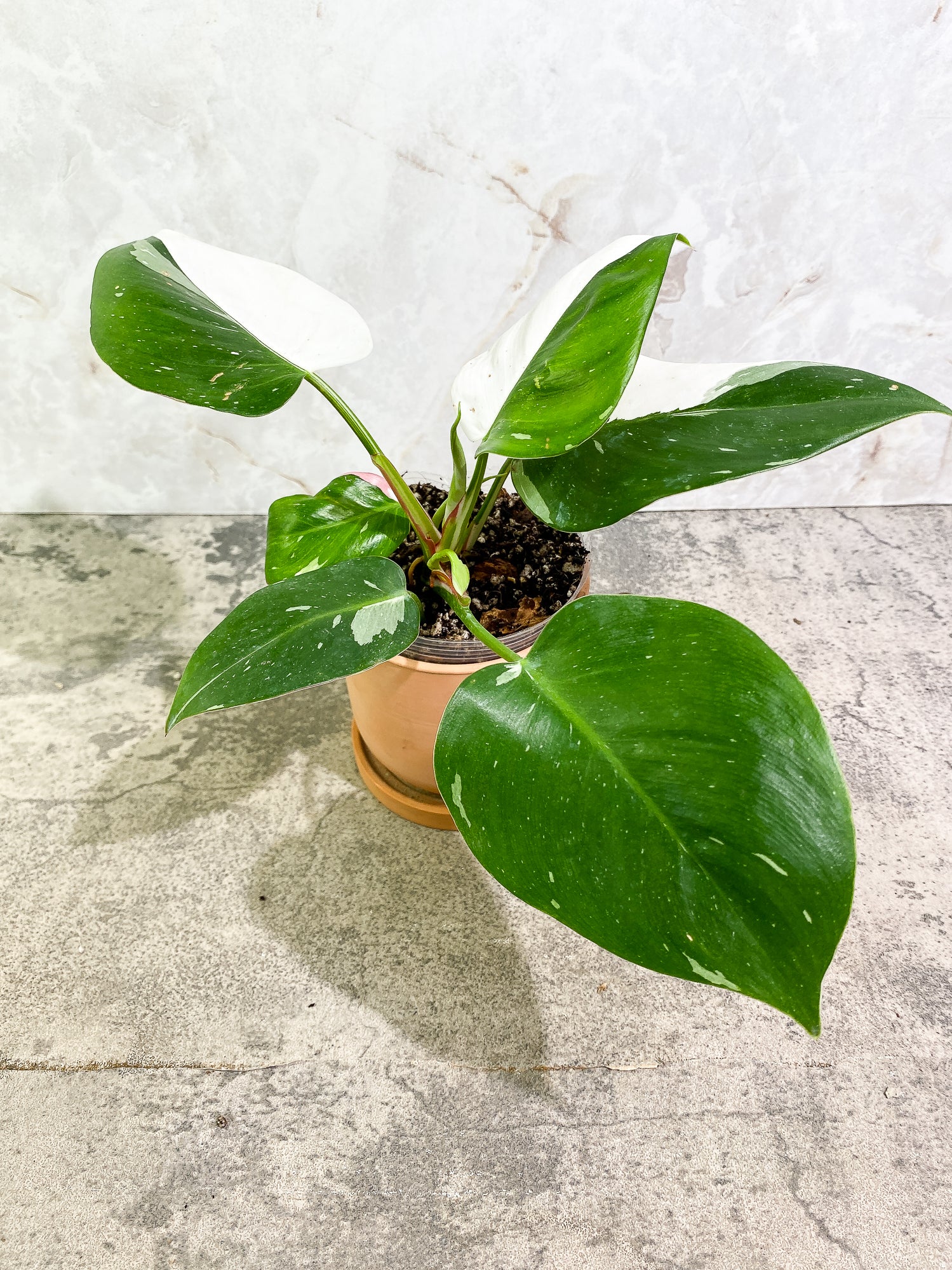 Philodendron white princess tricolor full plant Rooted