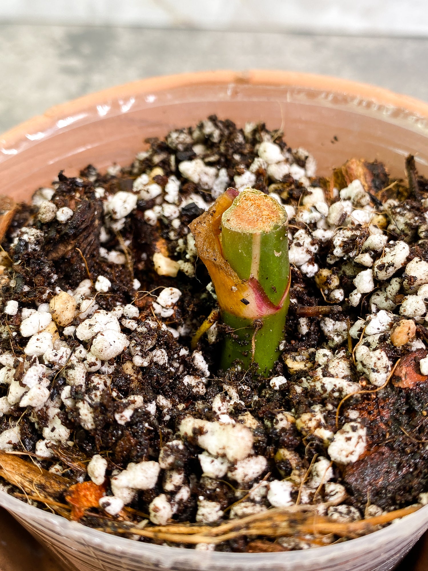 Philodendron white princess tricolor double node Rooted