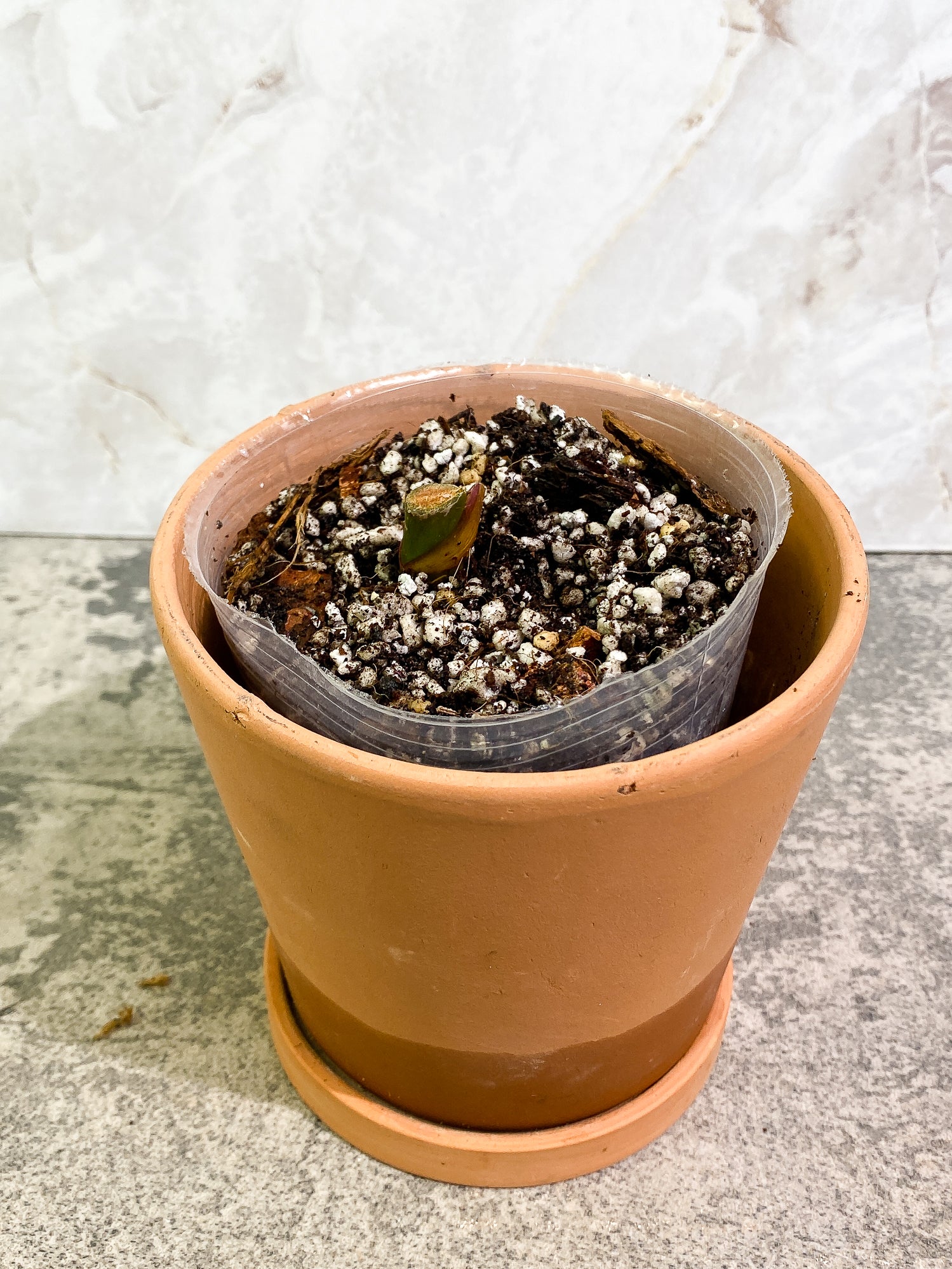 Philodendron white princess tricolor double node Rooted