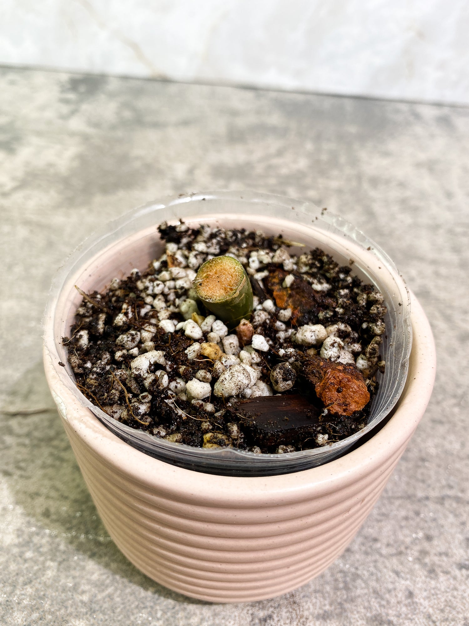Grower Choice: Philodendron white princess tricolor Rooted node with 1 growing bud