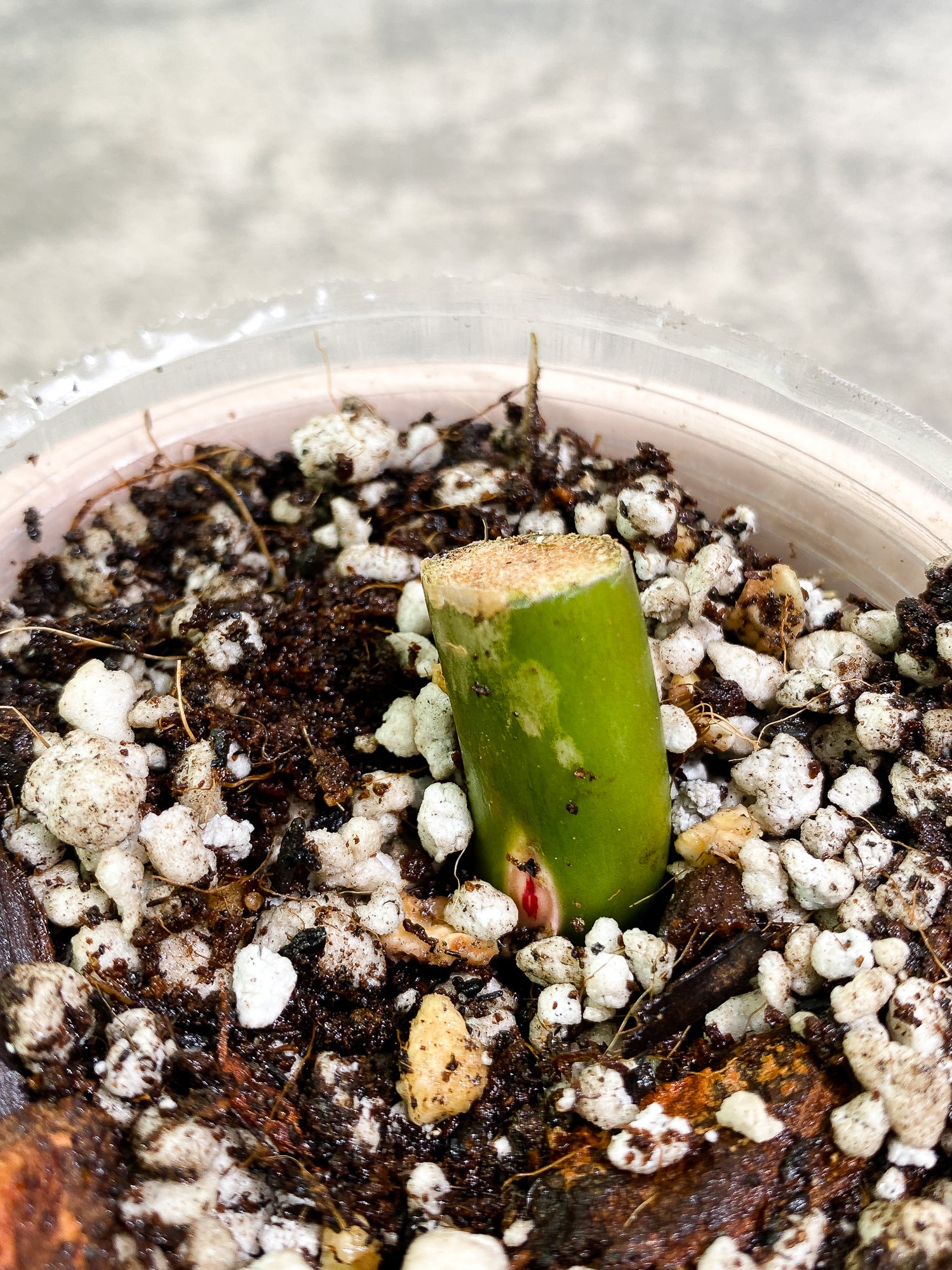 Grower Choice: Philodendron white princess tricolor Rooted node with 1 growing bud