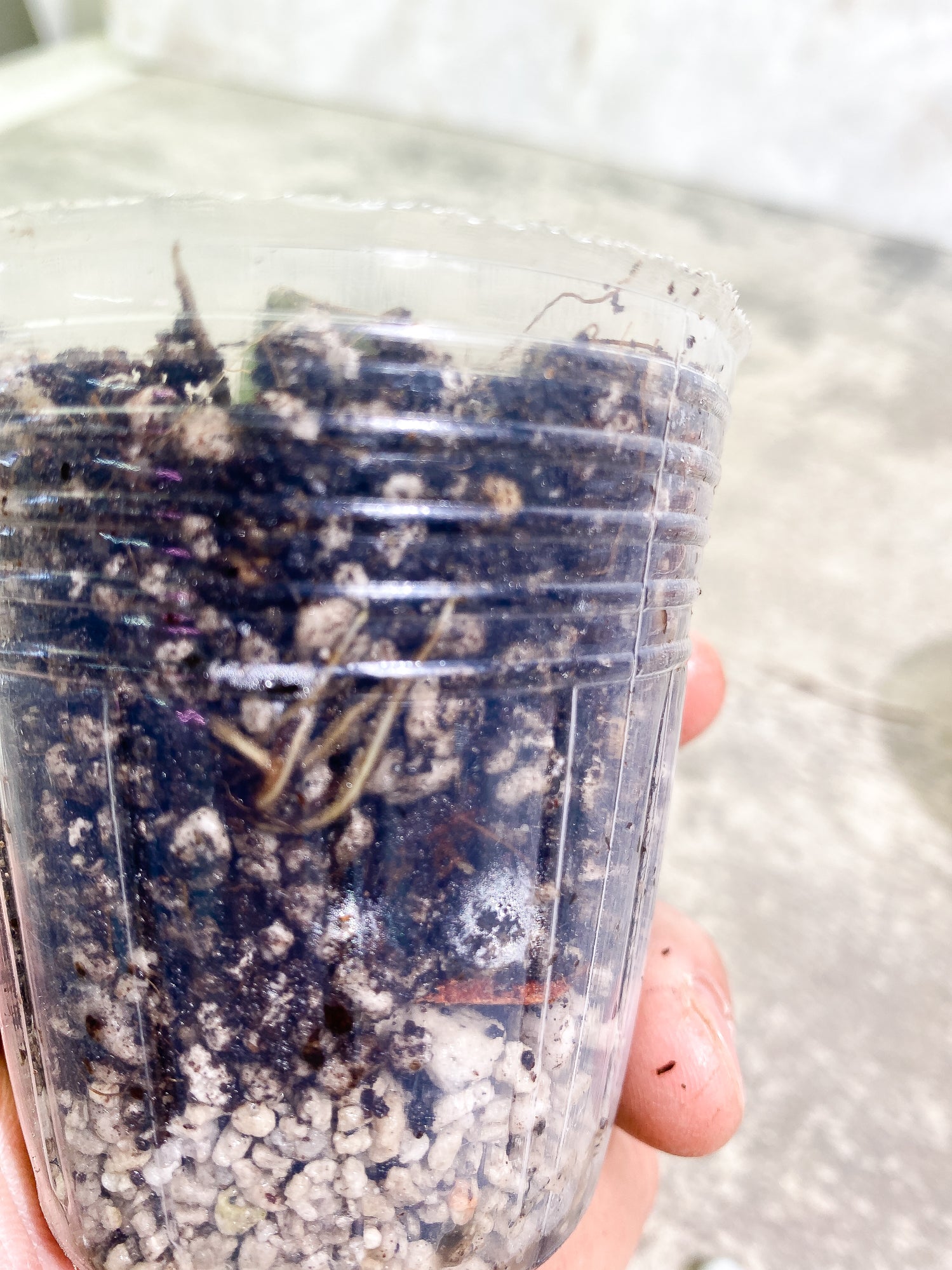 Grower Choice: Philodendron white princess tricolor Rooted node with 1 growing bud