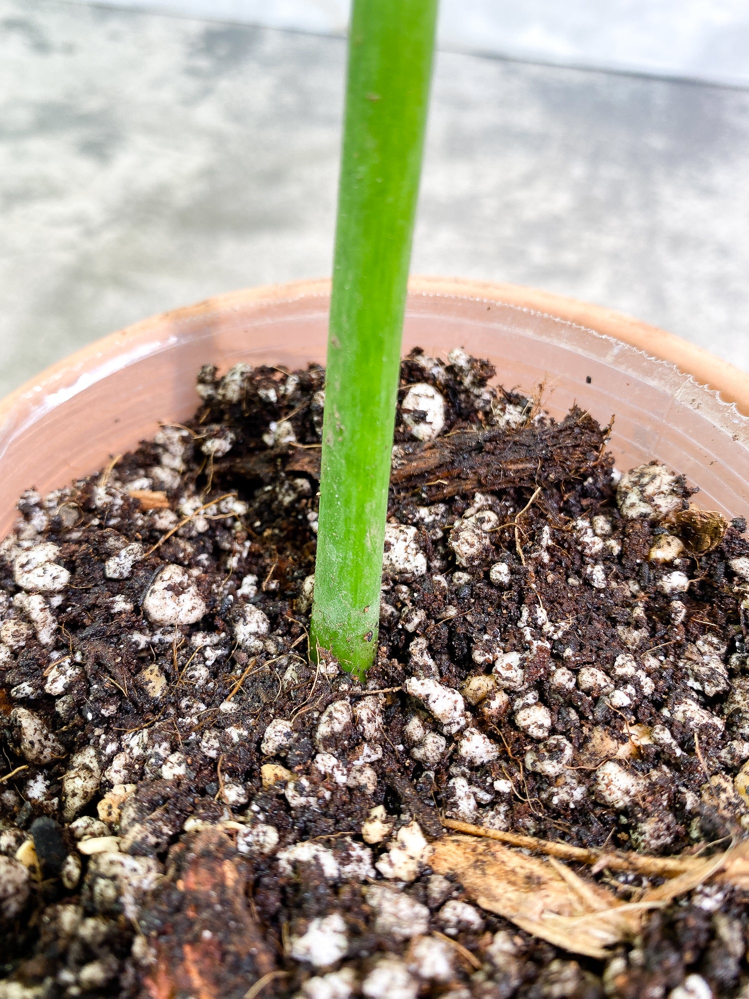Philodendron Elegens 1 leaf Rooted