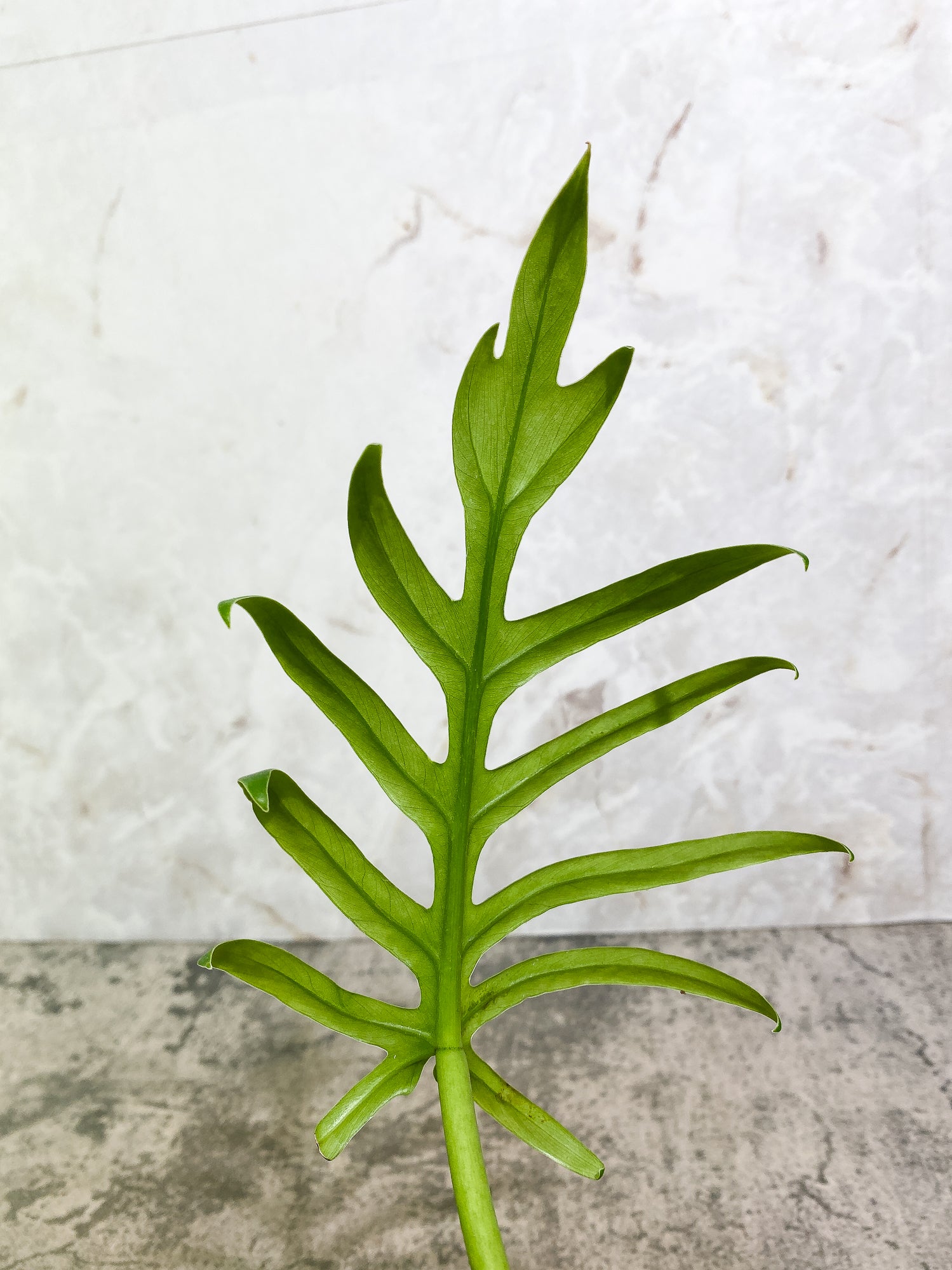 Philodendron Elegens 1 leaf Rooted