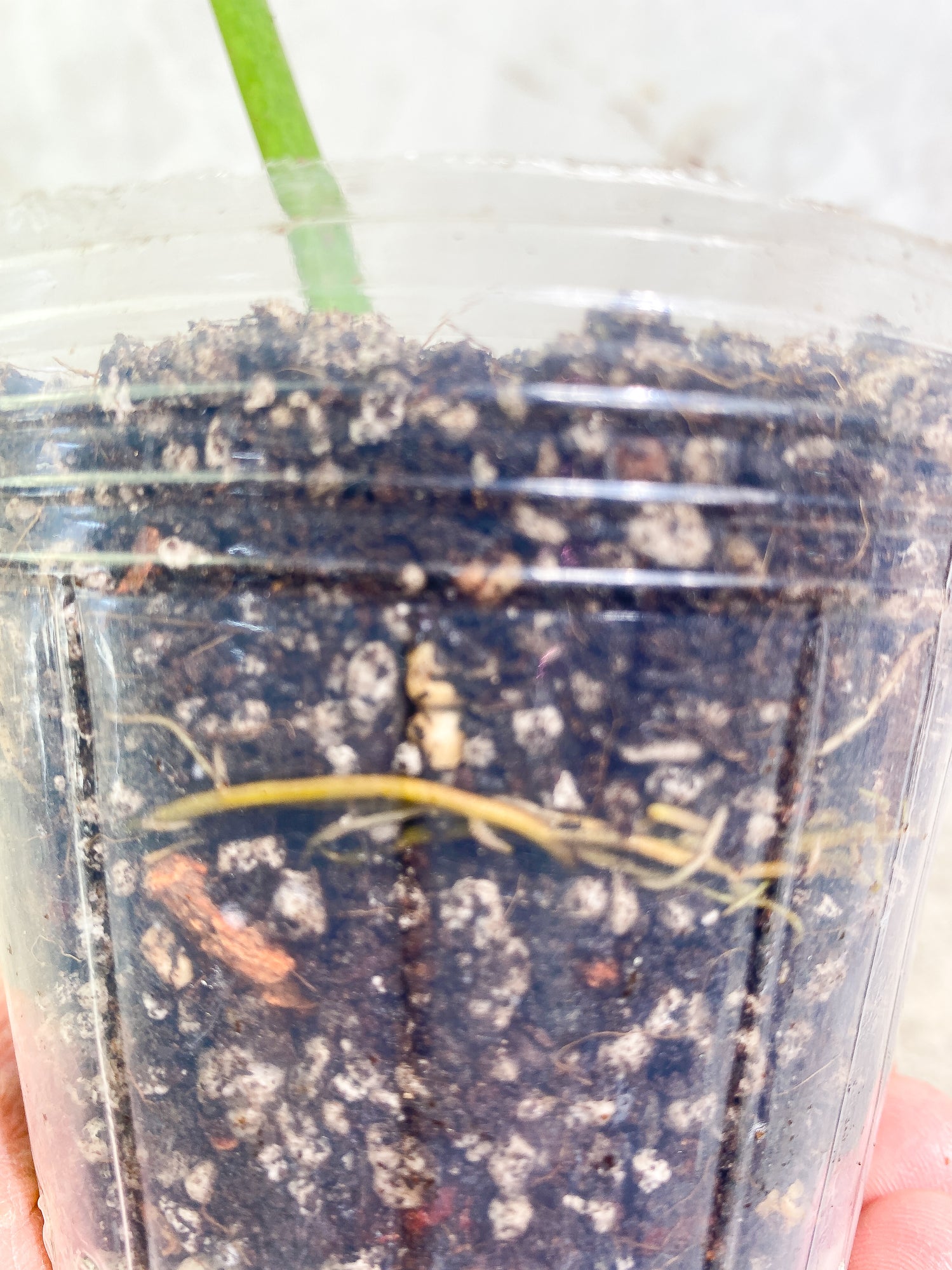 Philodendron Elegens 1 leaf Rooted
