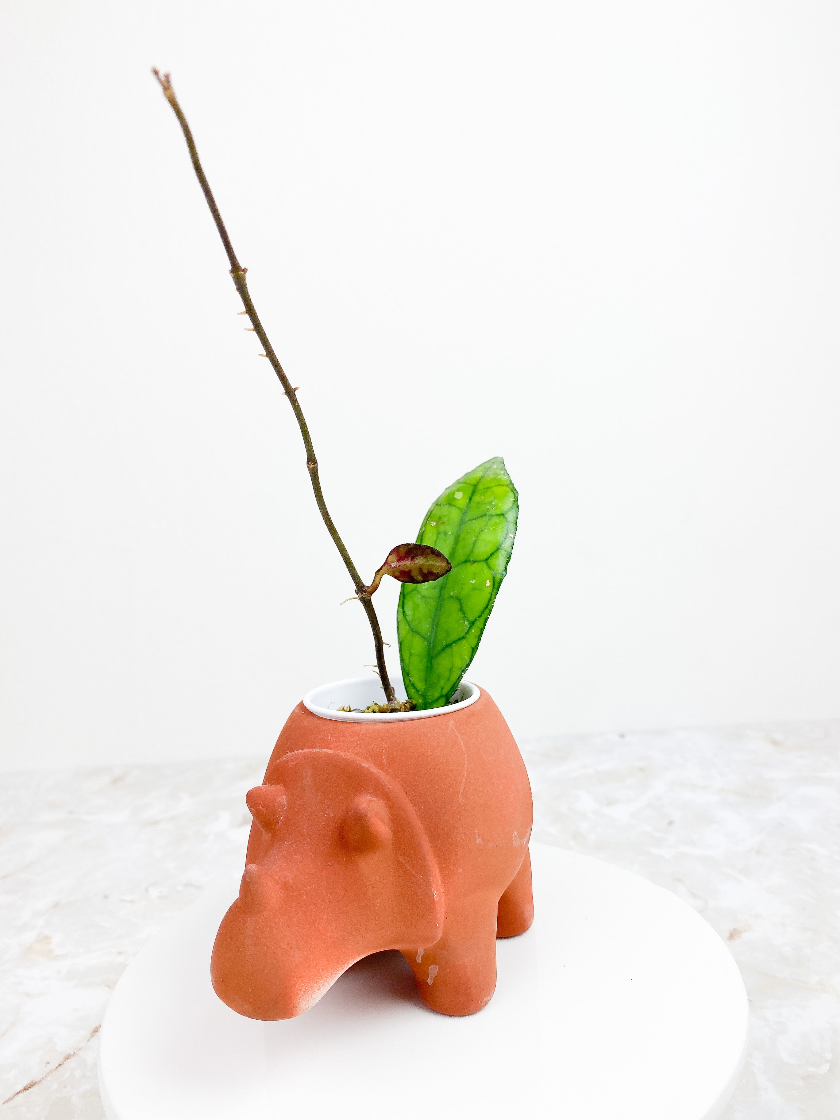 Hoya Finlaysonii 2 leaves rooted sunstressing