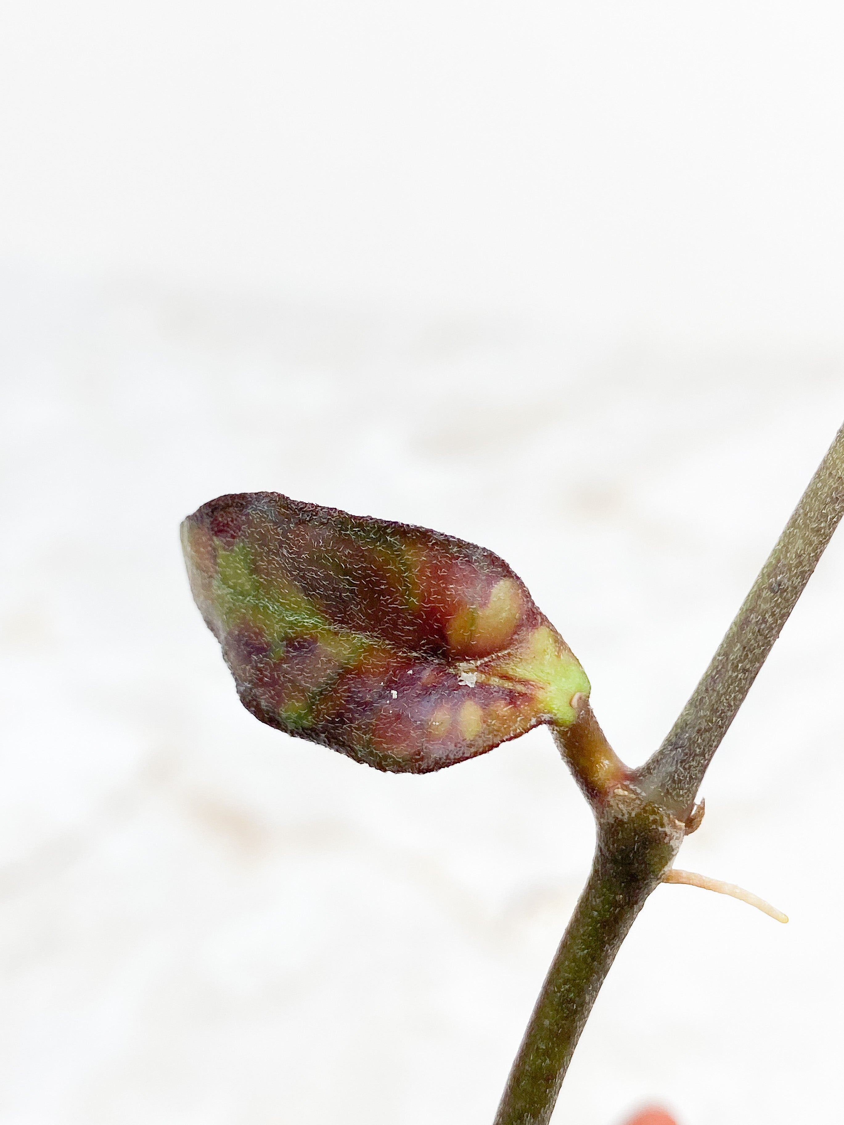 Hoya Finlaysonii 2 leaves rooted sunstressing