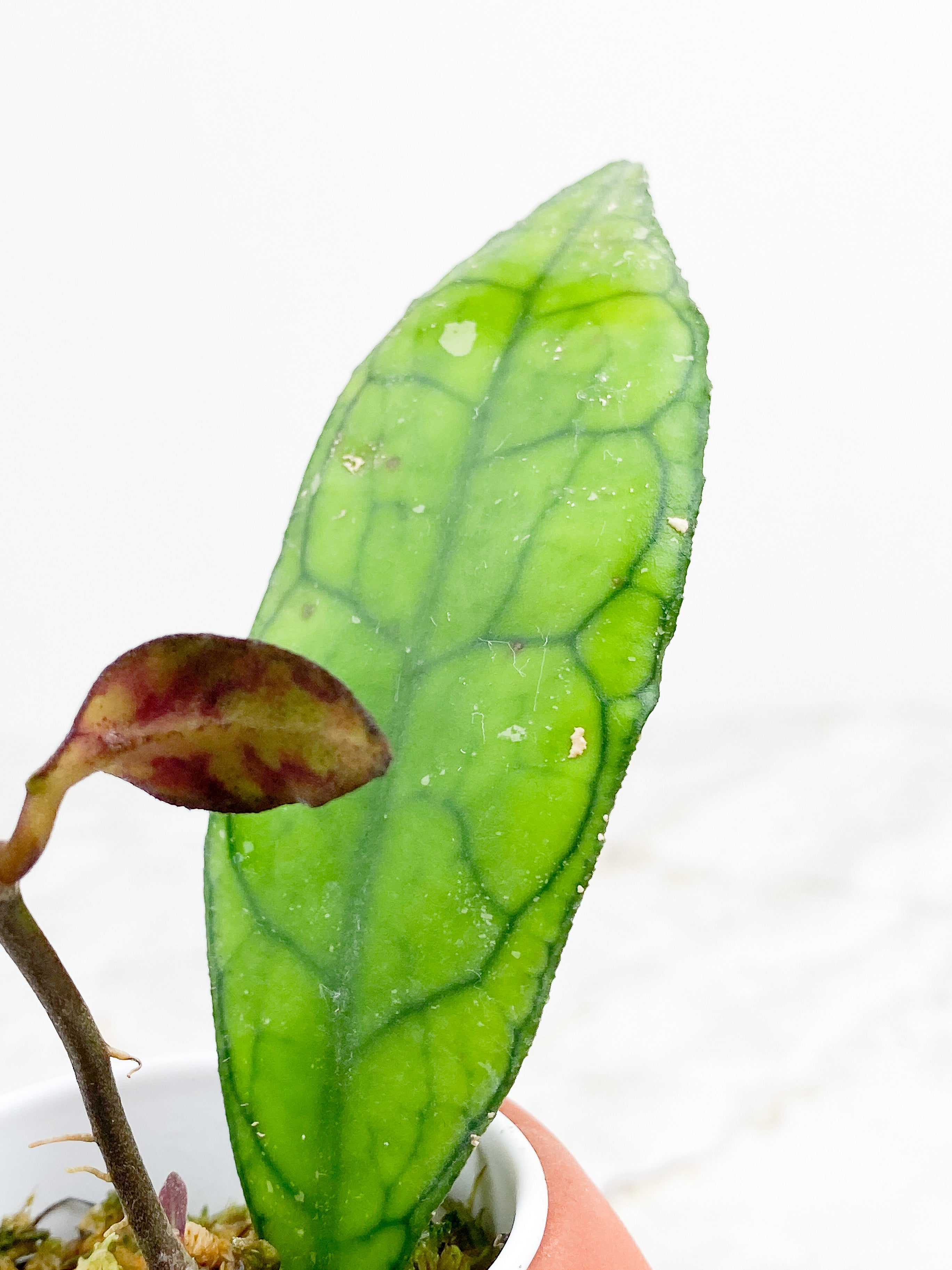 Hoya Finlaysonii 2 leaves rooted sunstressing