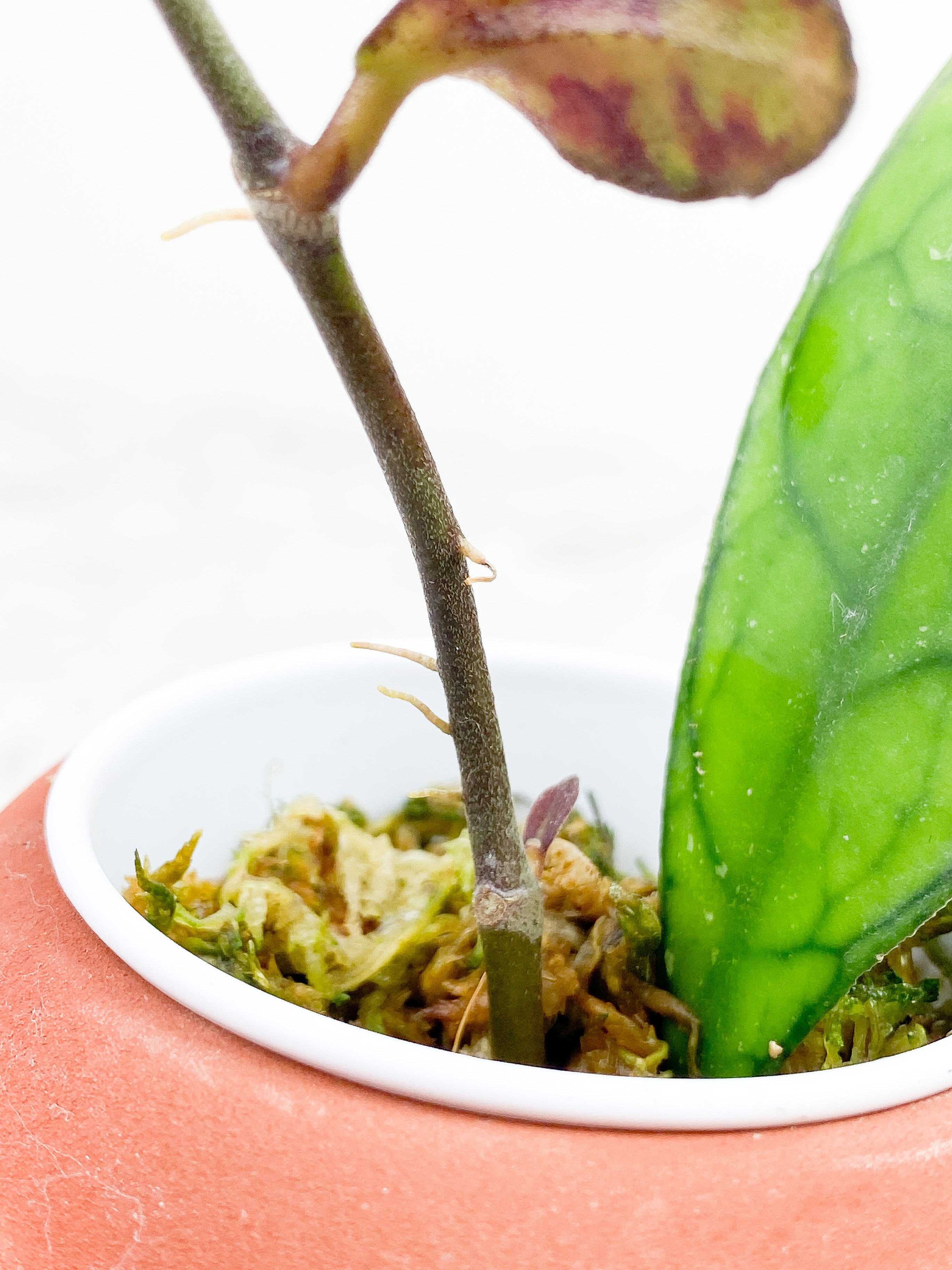 Hoya Finlaysonii 2 leaves rooted sunstressing