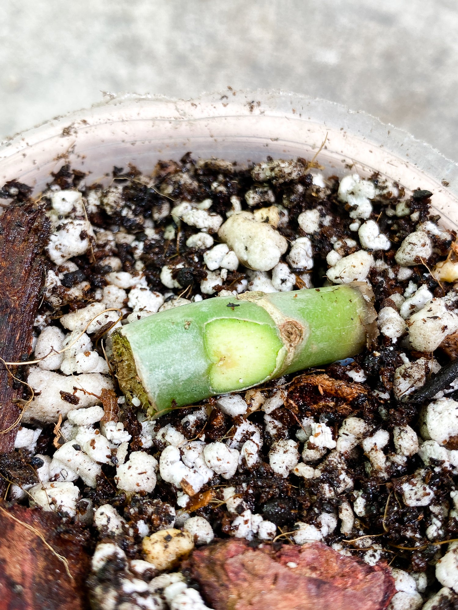 Philodendron Elegans node slightly rooted