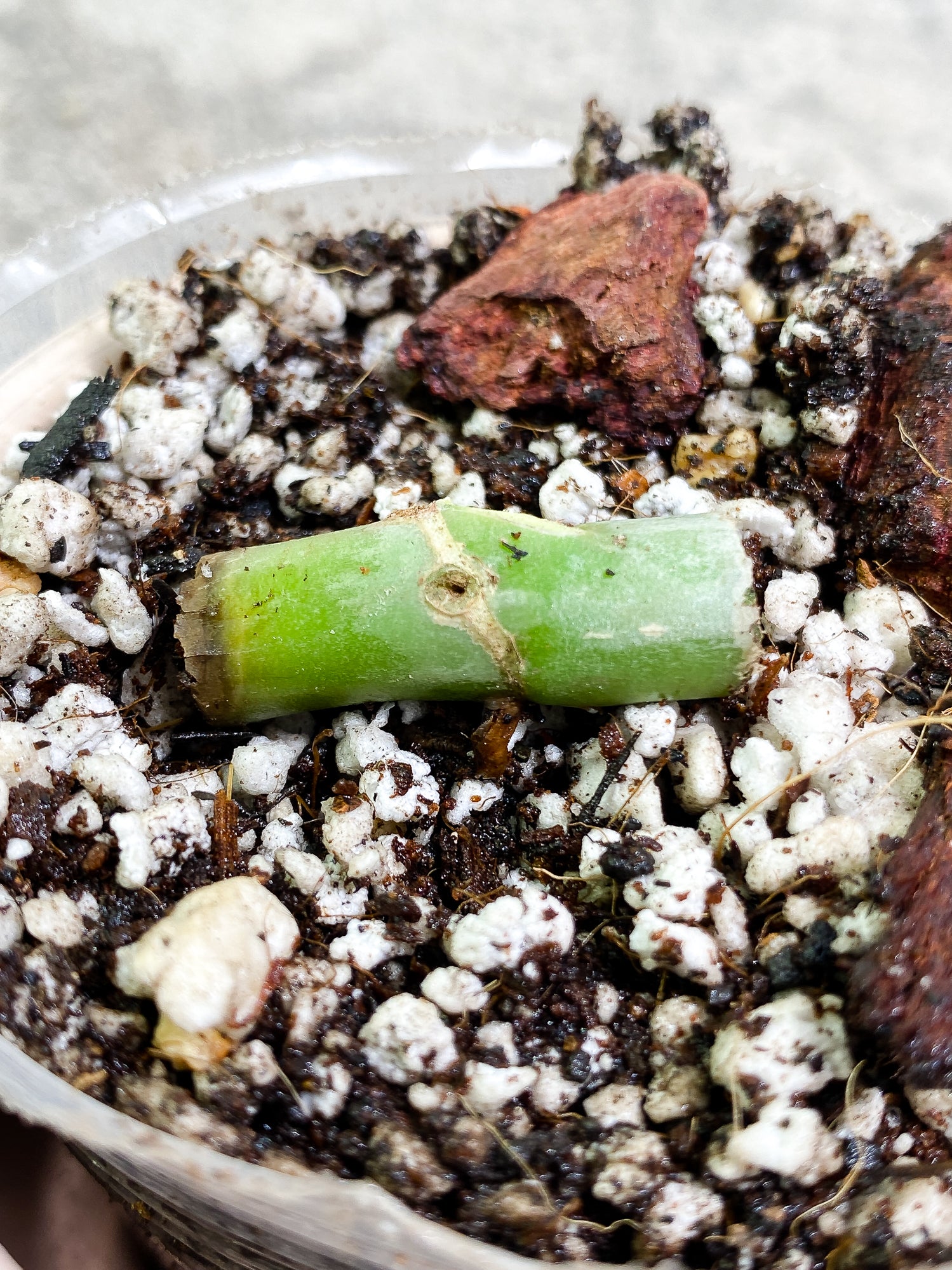 Philodendron Elegans node slightly rooted