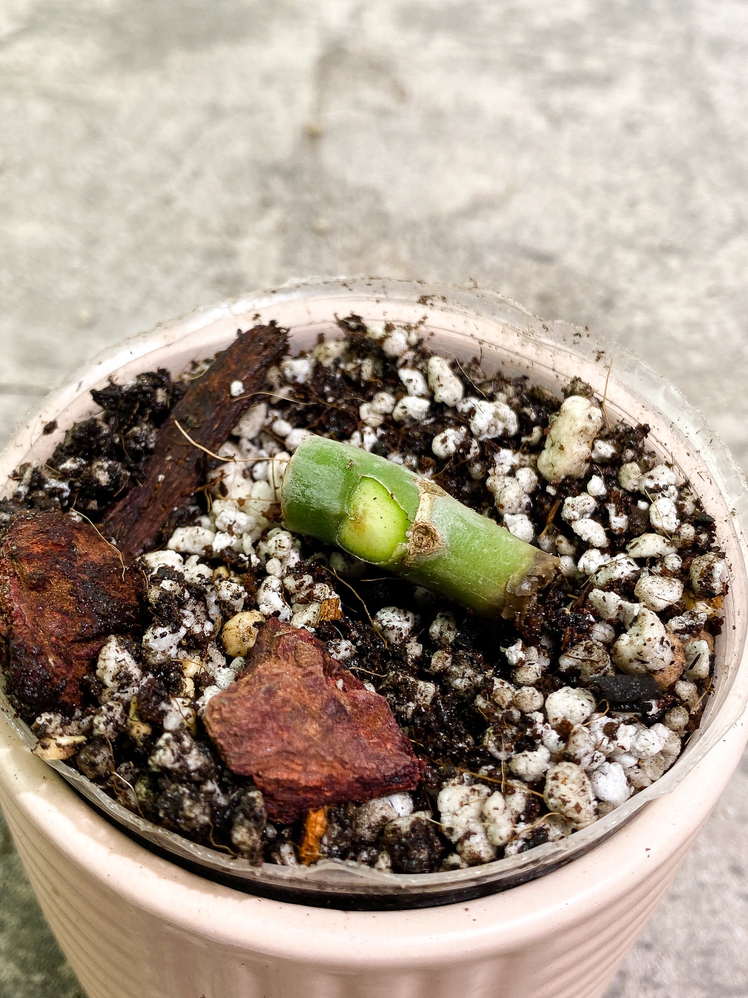 Philodendron Elegans node slightly rooted