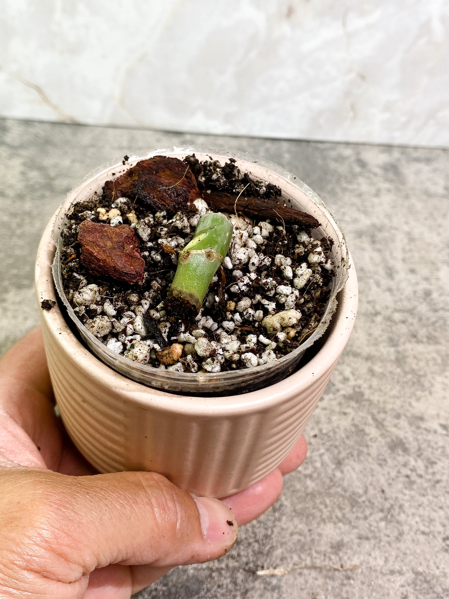 Philodendron Elegans node slightly rooted