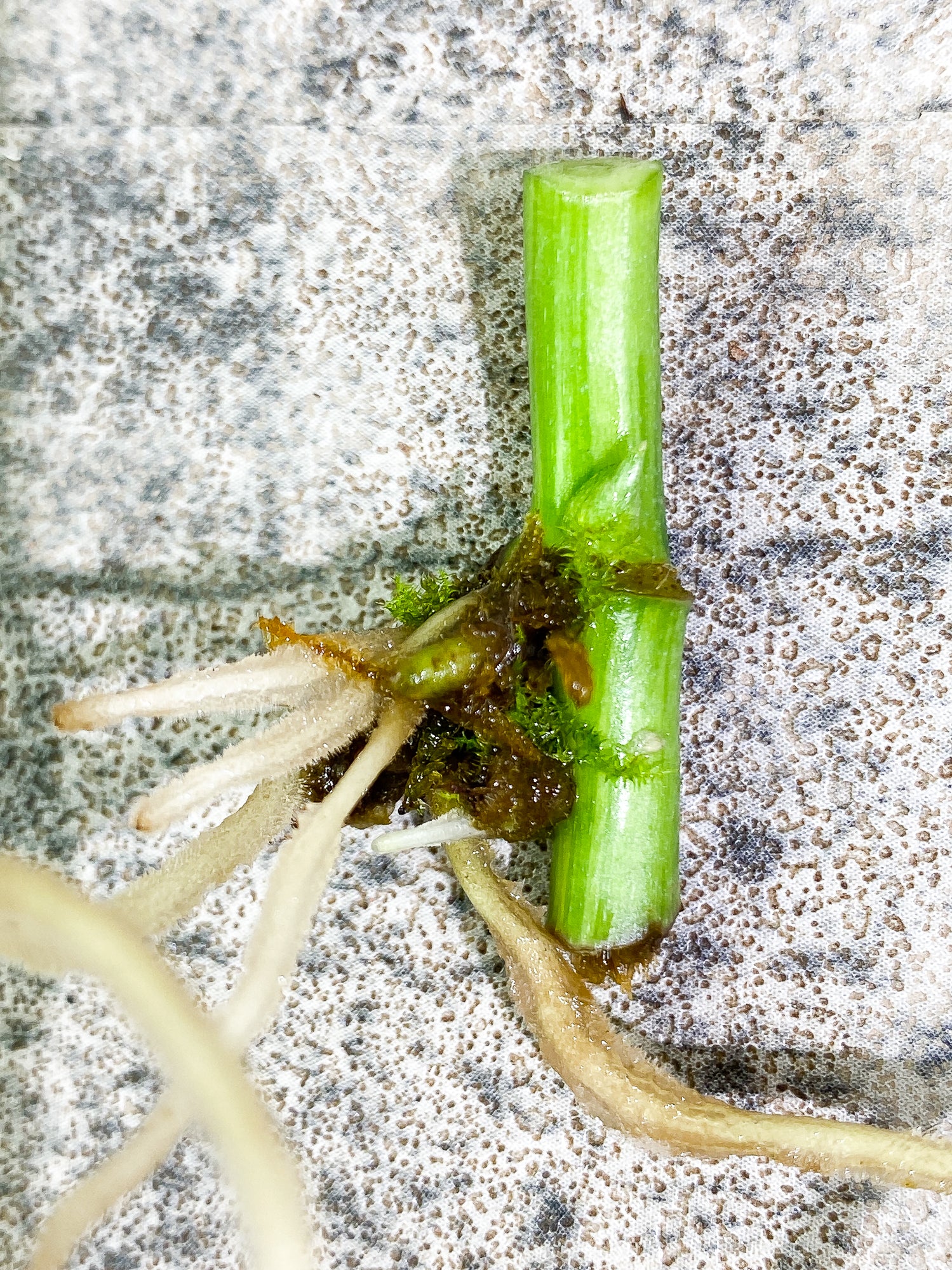 Monstera Adansonii Variegated mint/ aurea Slightly Rooted 1 sprout node