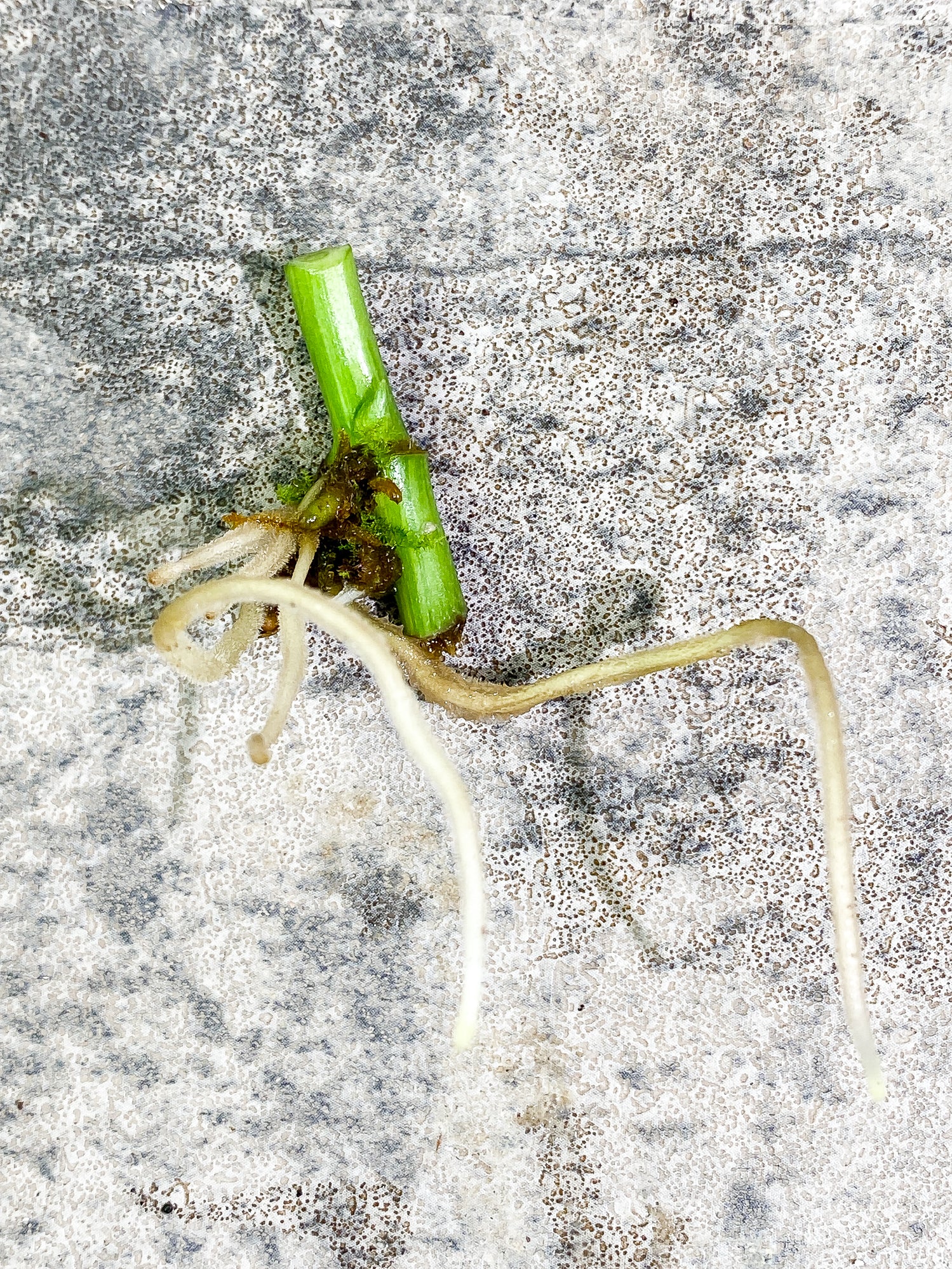 Monstera Adansonii Variegated mint/ aurea Slightly Rooted 1 sprout node