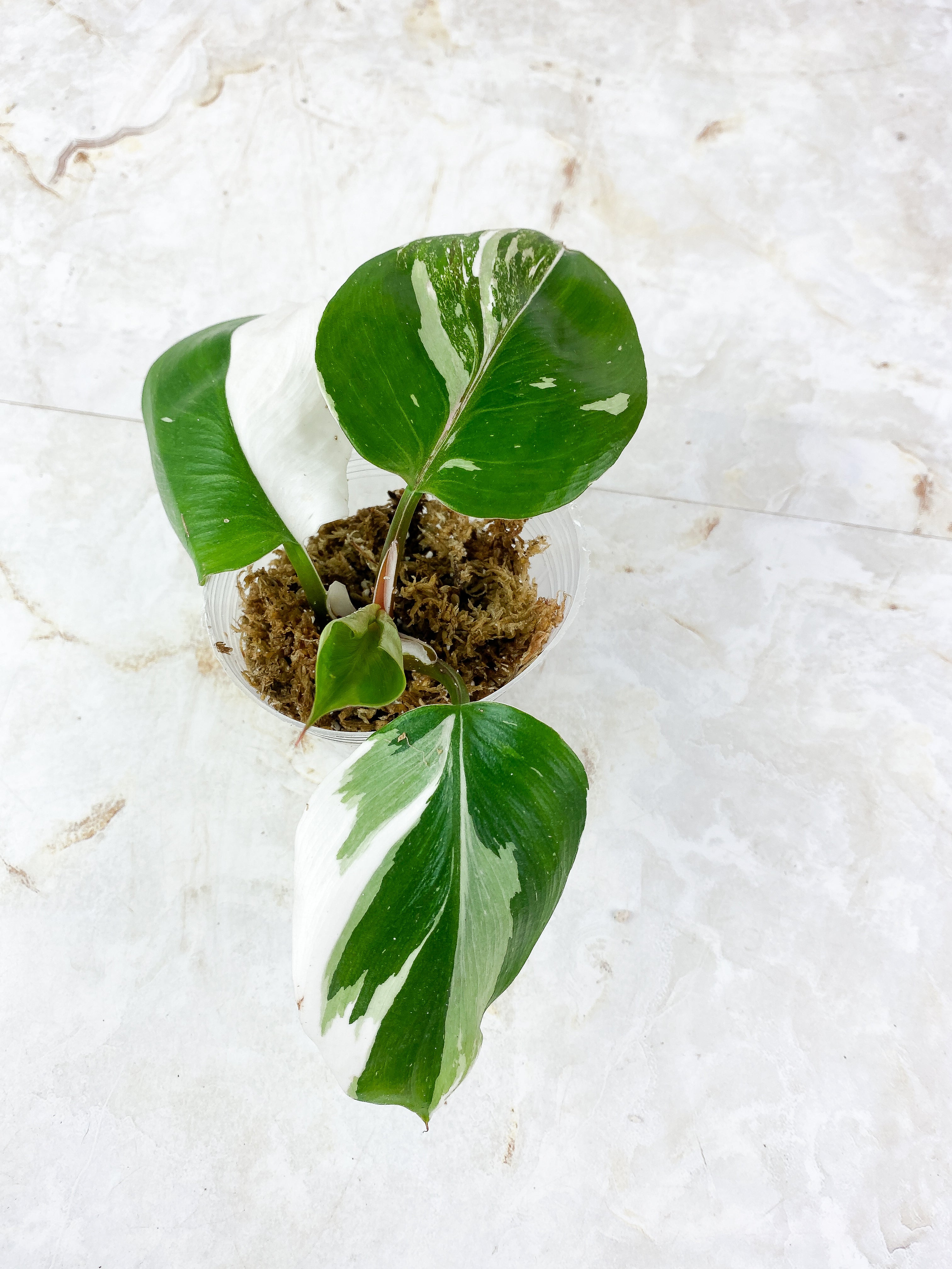 Philodendron White Knight Slightly Rooted 1 leaf and 2 auxiliary buds