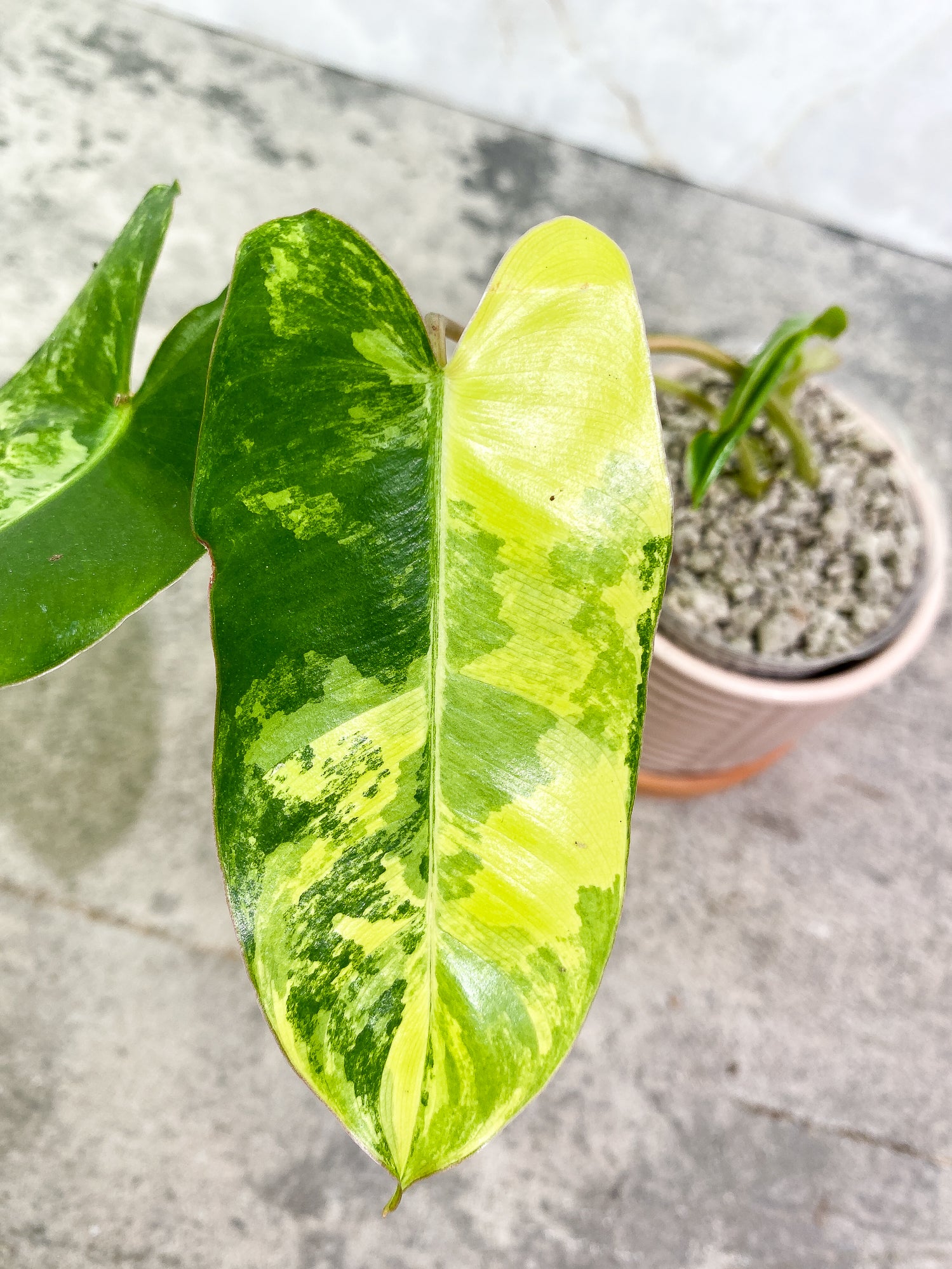 Philodendron Burl Marx Variegated 3 leaves 1 sprout slightly rooted