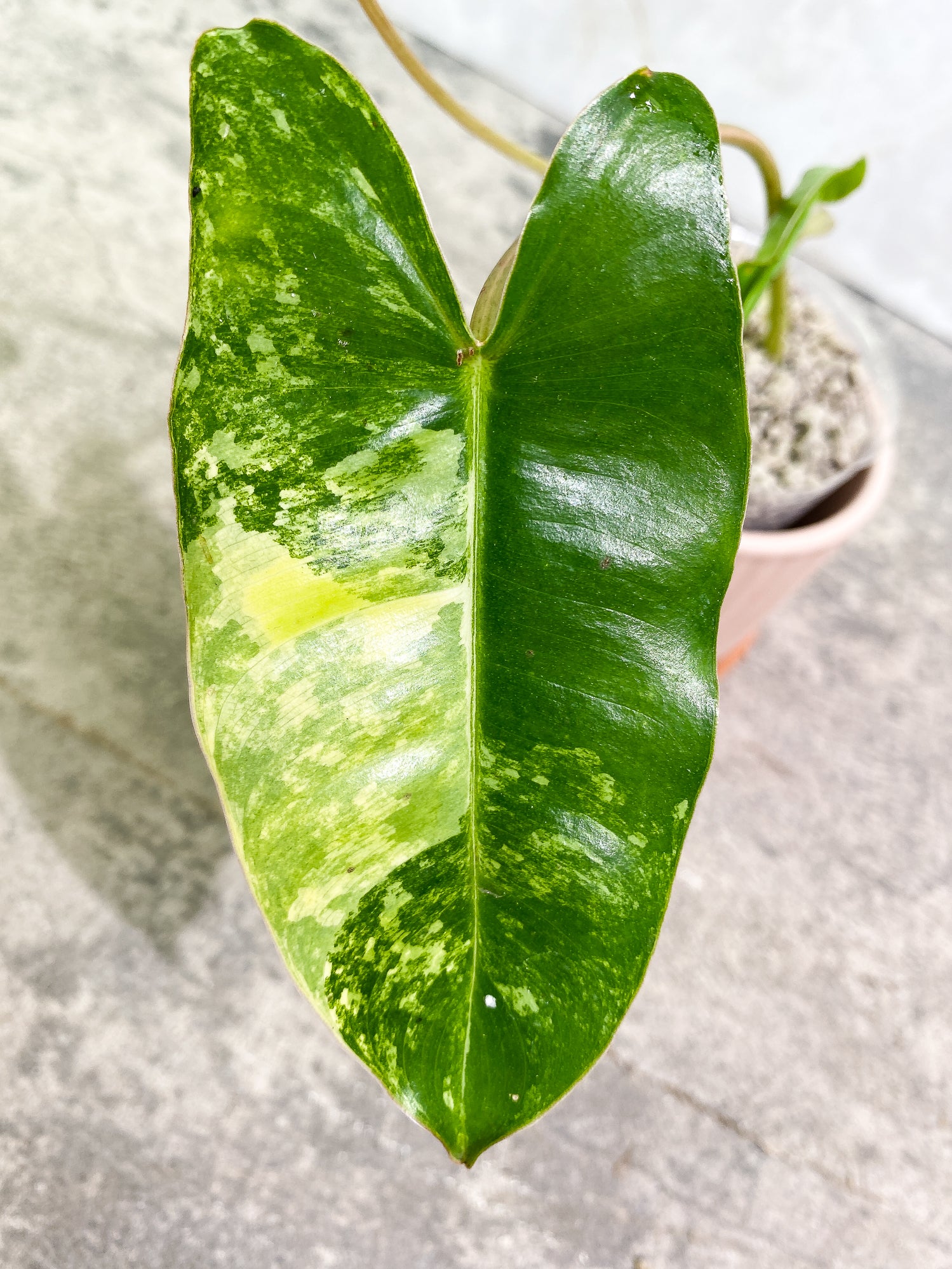Philodendron Burl Marx Variegated 3 leaves 1 sprout slightly rooted