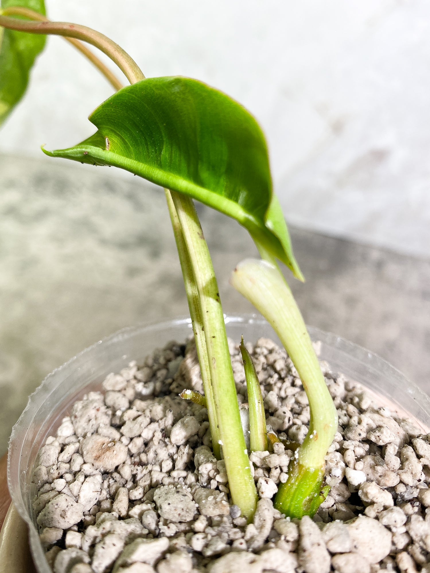 Philodendron Burl Marx Variegated 3 leaves 1 sprout slightly rooted