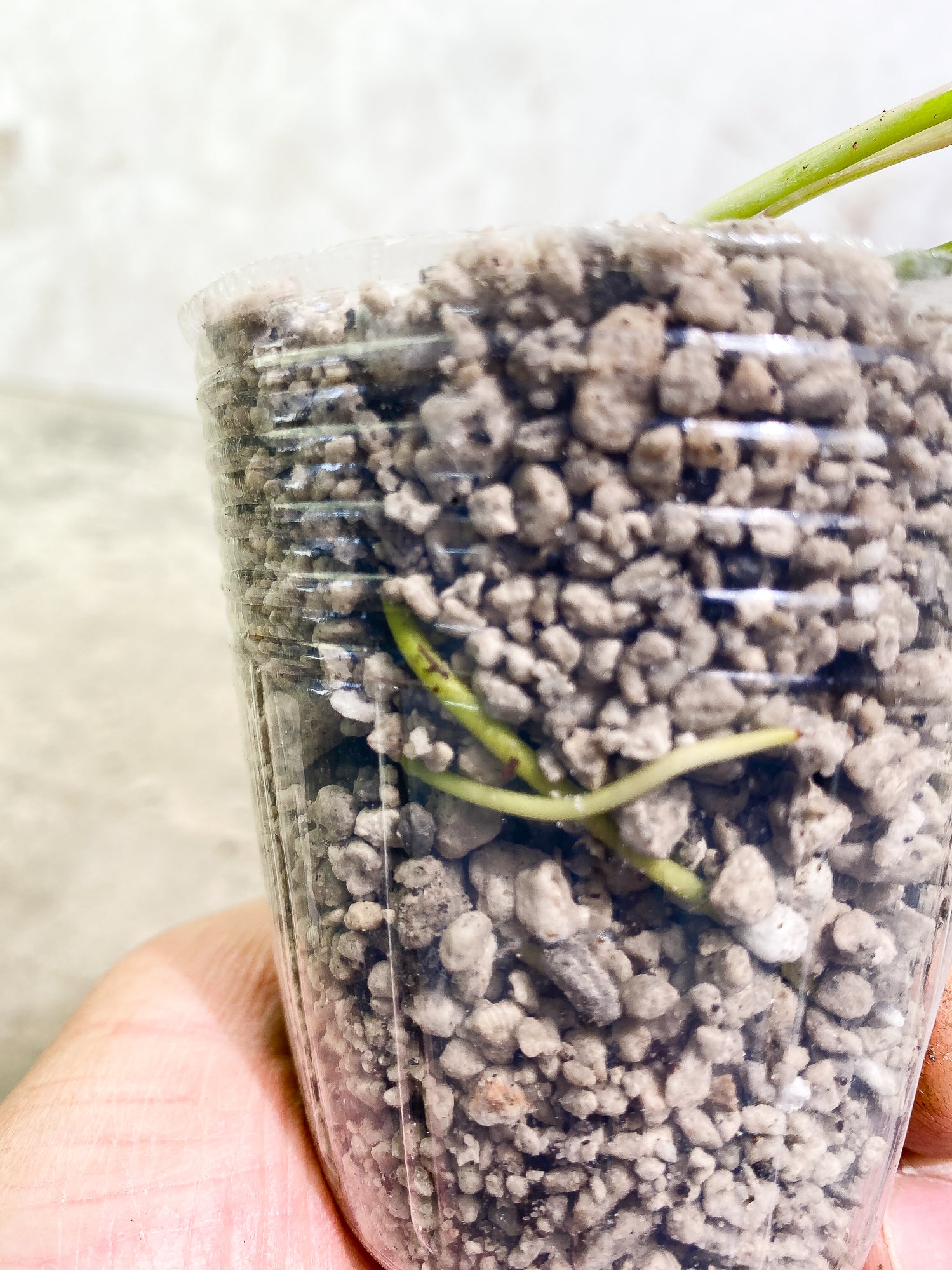 Philodendron Burl Marx Variegated 3 leaves 1 sprout slightly rooted