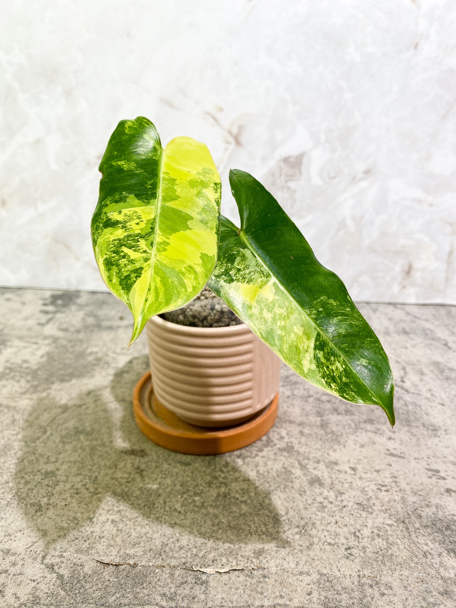 Philodendron Burl Marx Variegated 3 leaves 1 sprout slightly rooted