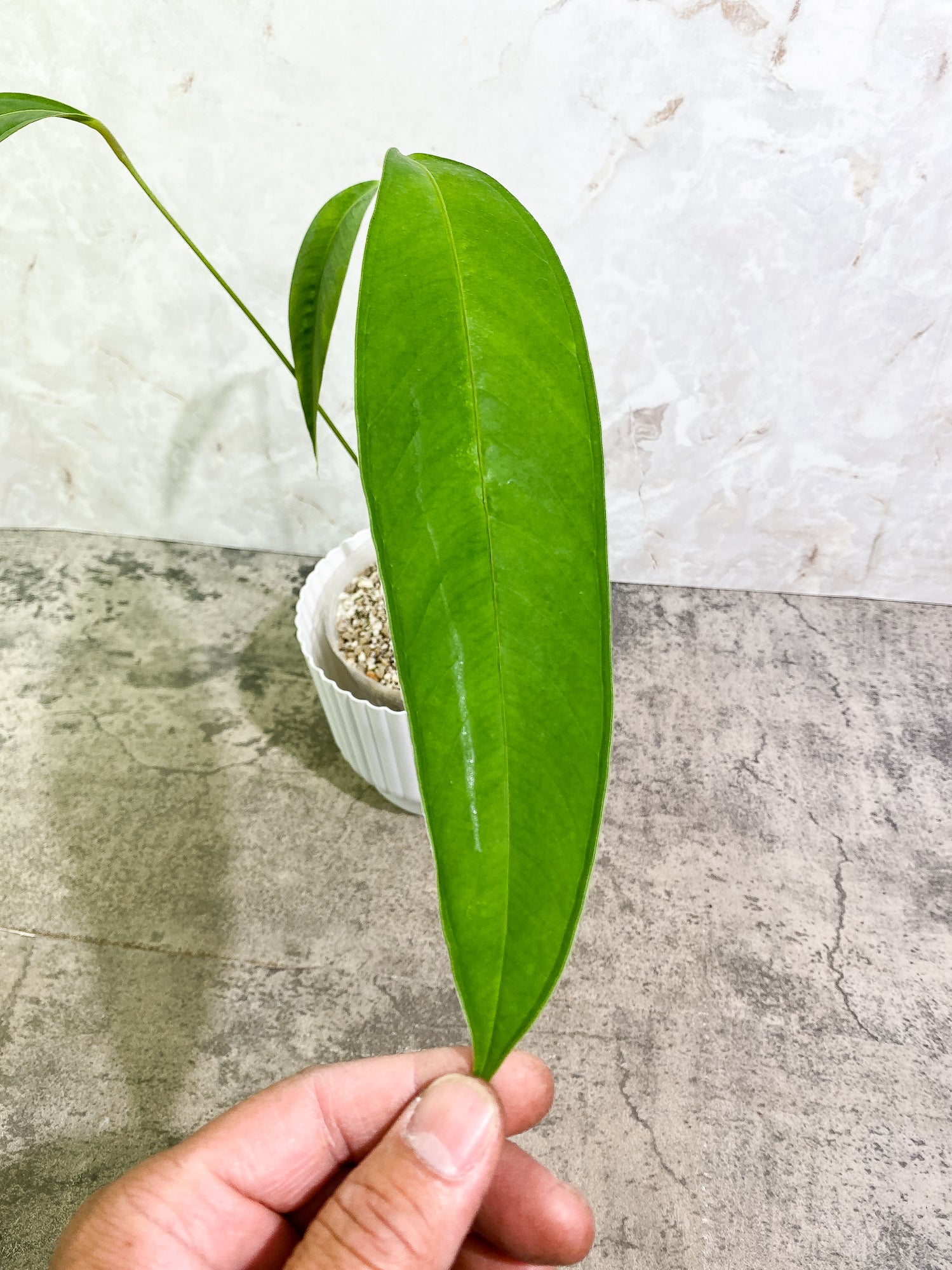 Anthurium microphyllum 3 leaves multiple nodes fully rooted
