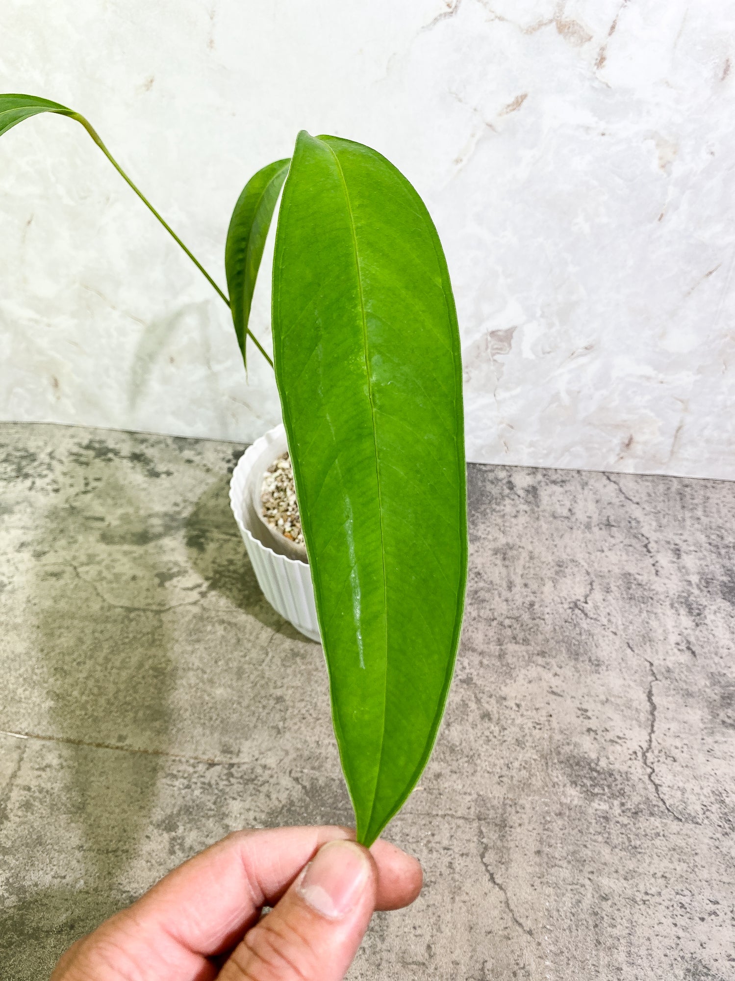 Anthurium microphyllum 3 leaves multiple nodes fully rooted