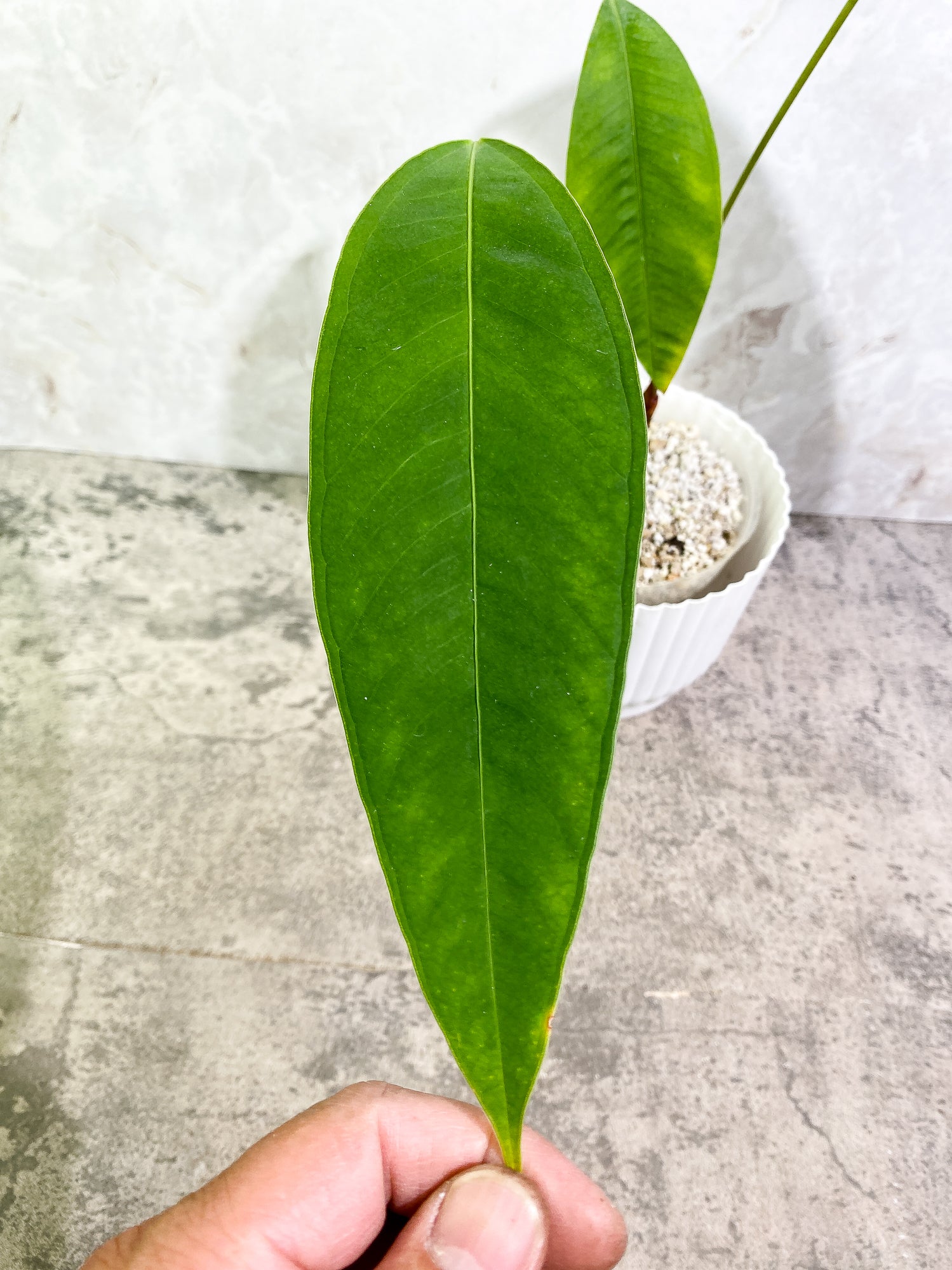Anthurium microphyllum 3 leaves multiple nodes fully rooted