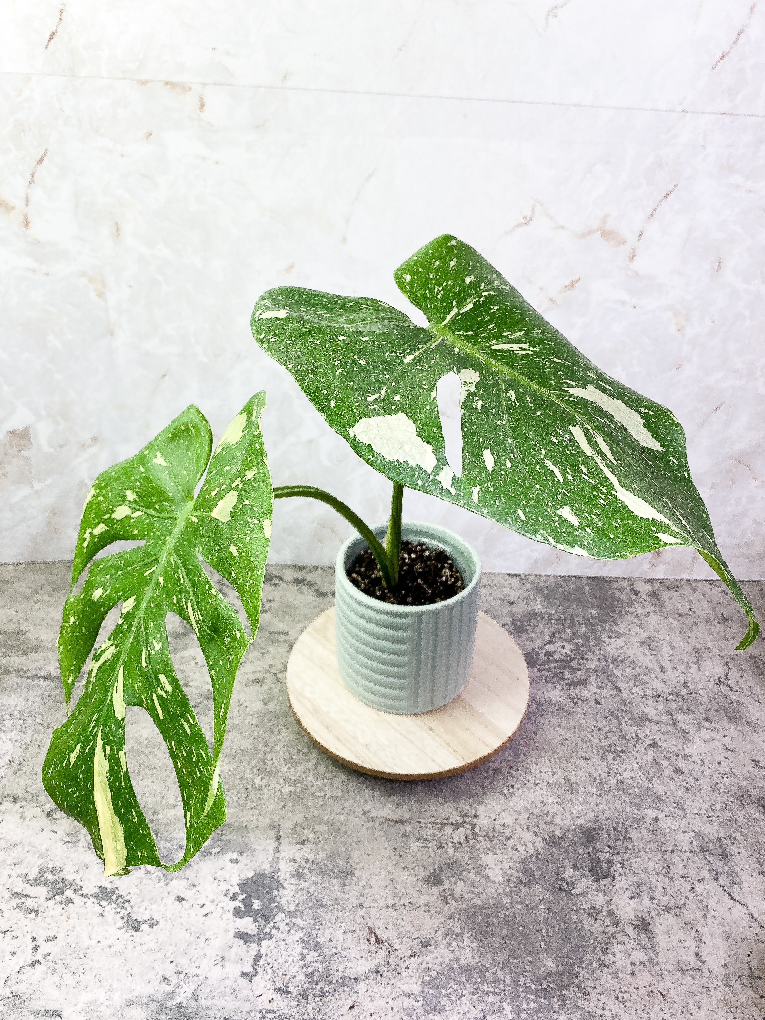 Monstera Thai Contellation 2 leaves Rooted
