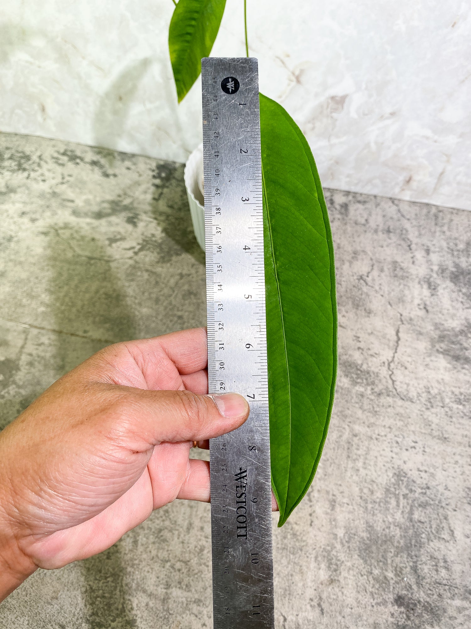 Anthurium microphyllum 3 leaves multiple nodes fully rooted