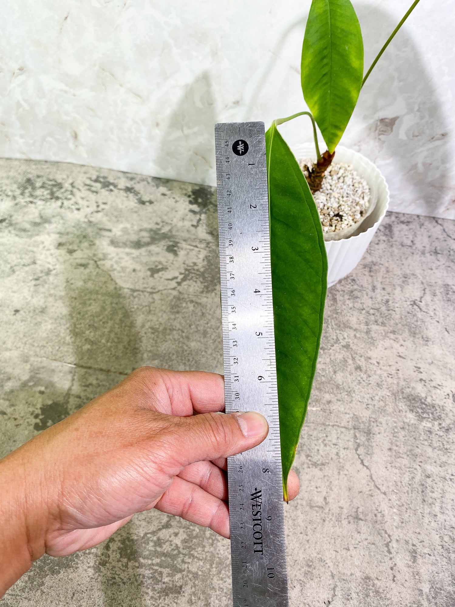 Anthurium microphyllum 3 leaves multiple nodes fully rooted