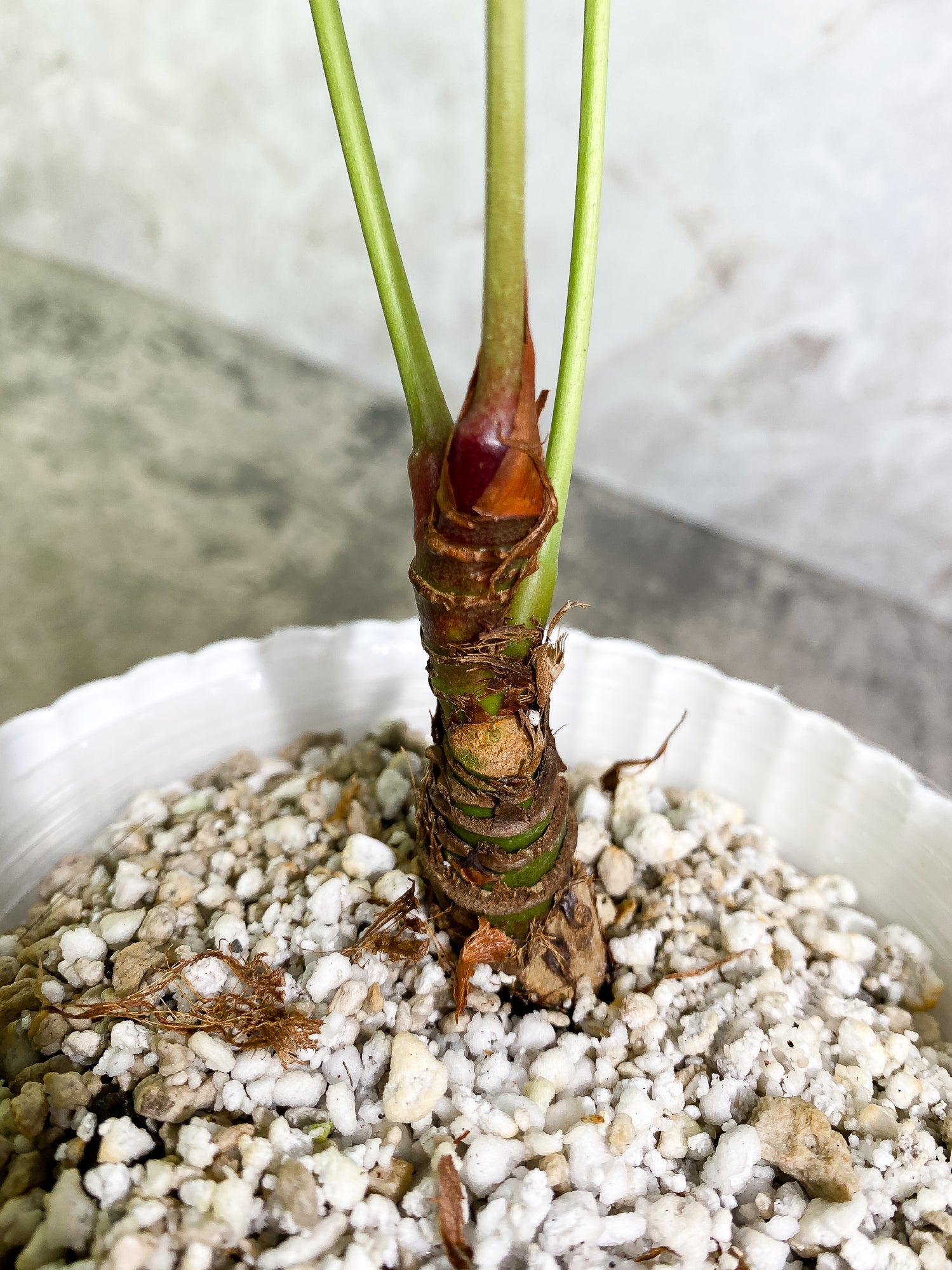 Anthurium microphyllum 3 leaves multiple nodes fully rooted