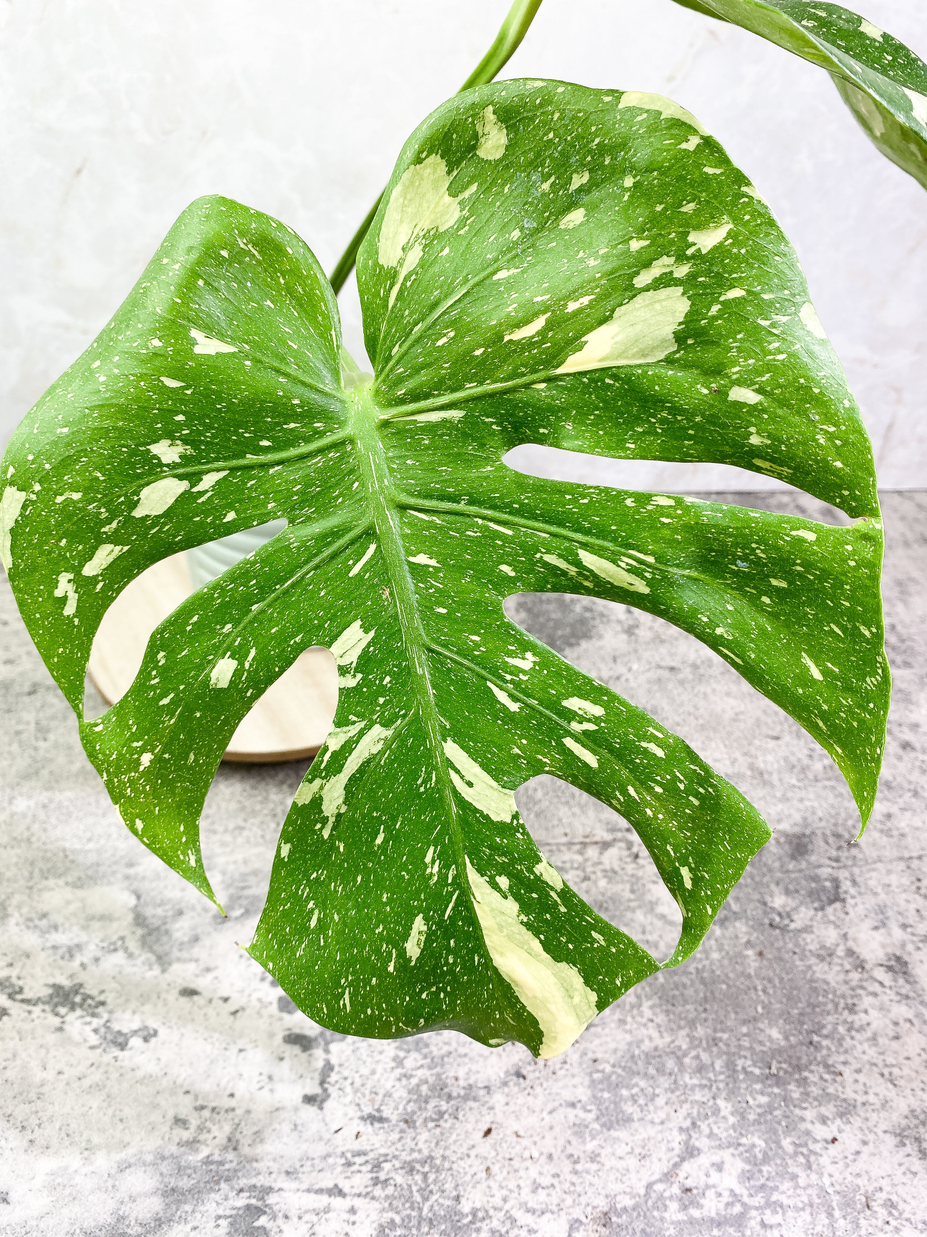 Monstera Thai Contellation 2 leaves Rooted
