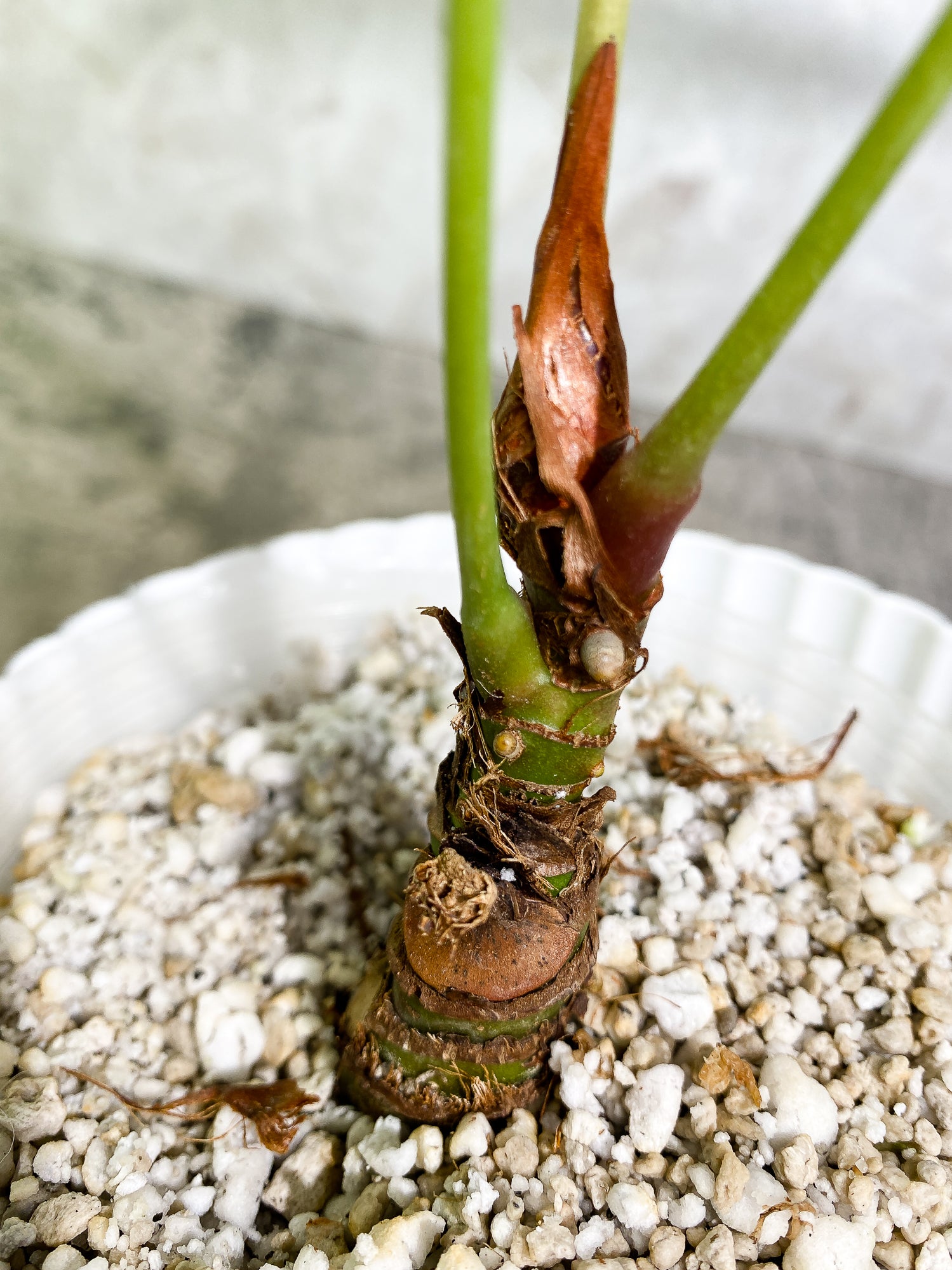 Anthurium microphyllum 3 leaves multiple nodes fully rooted