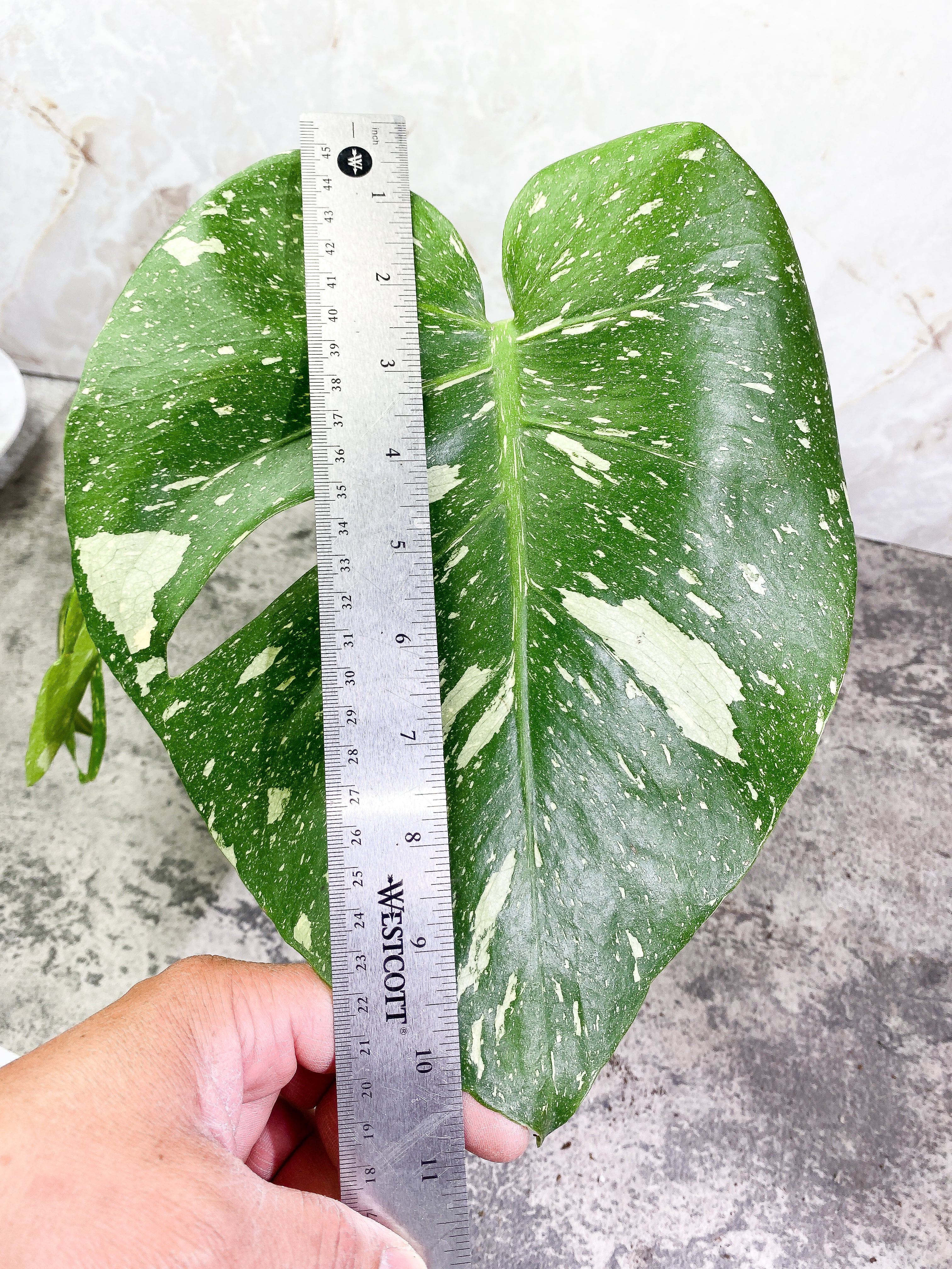 Monstera Thai Contellation 2 leaves Rooted