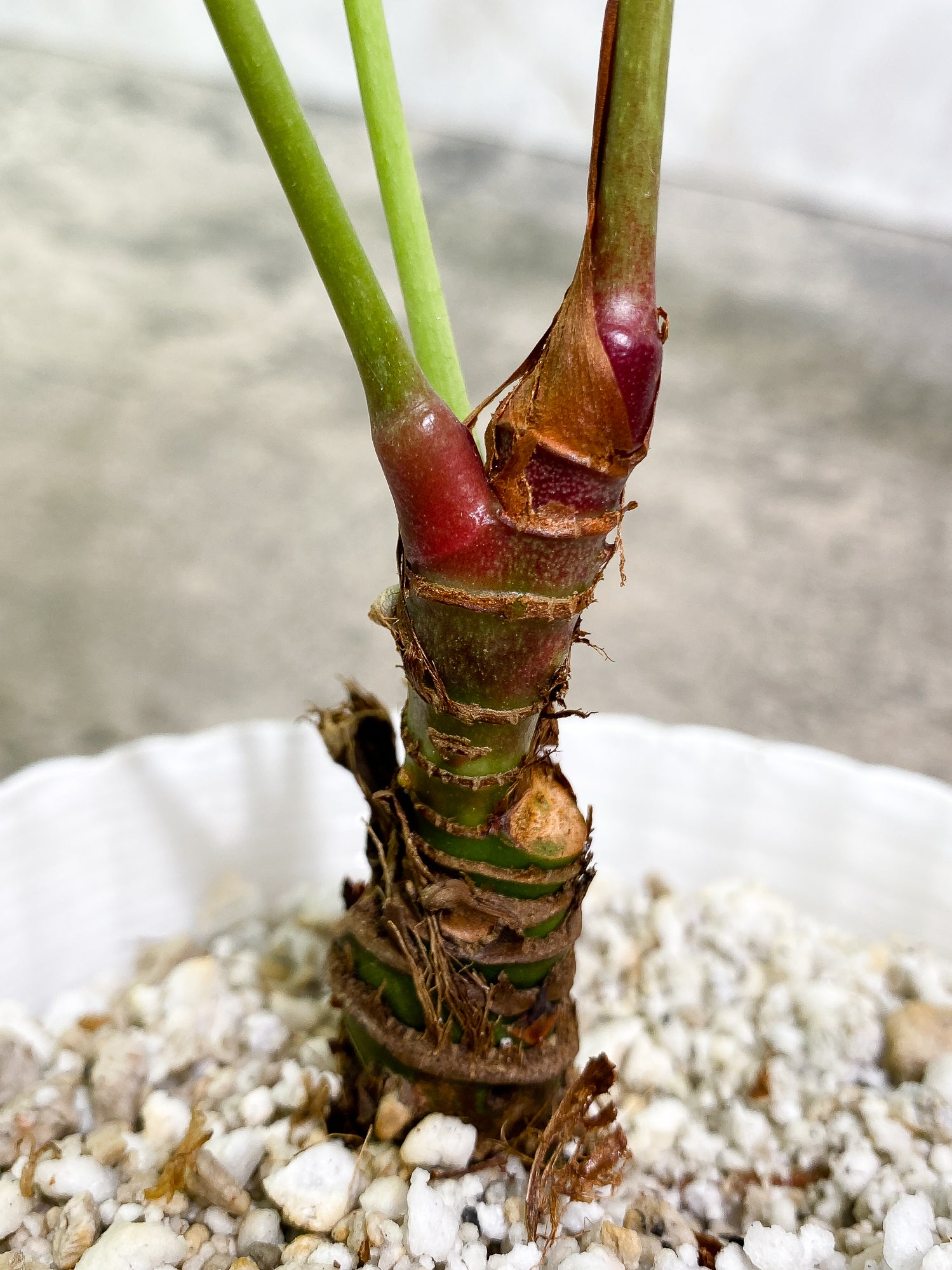 Anthurium microphyllum 3 leaves multiple nodes fully rooted